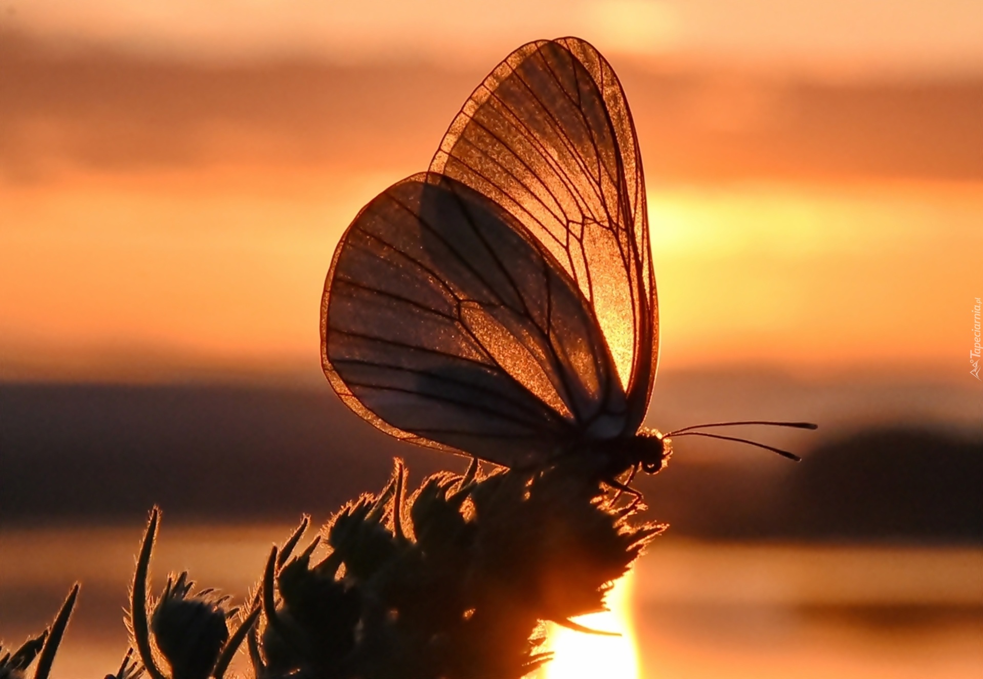 Motyl, Roślina