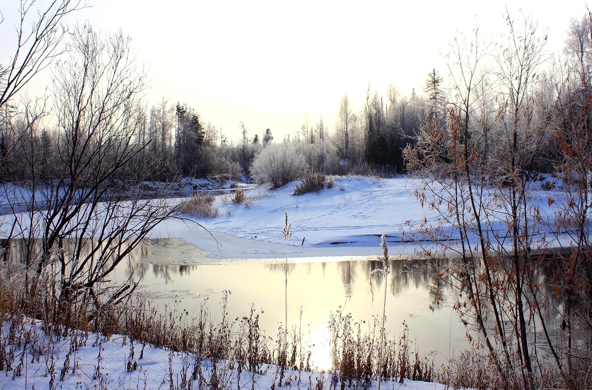 Zima, Rzeka, Drzewa, Szuwary