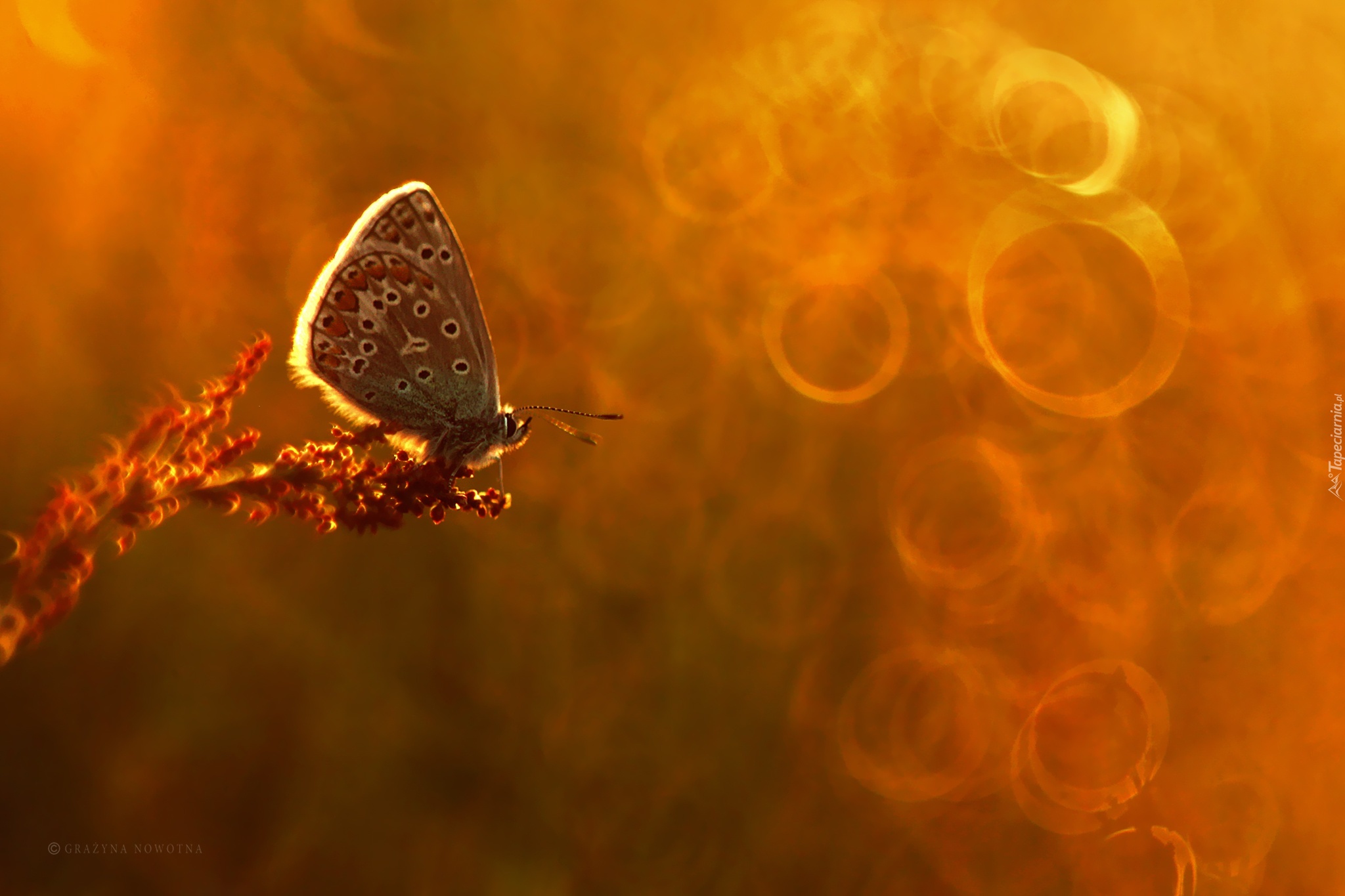 Motyl, Modraszek, Bokeh