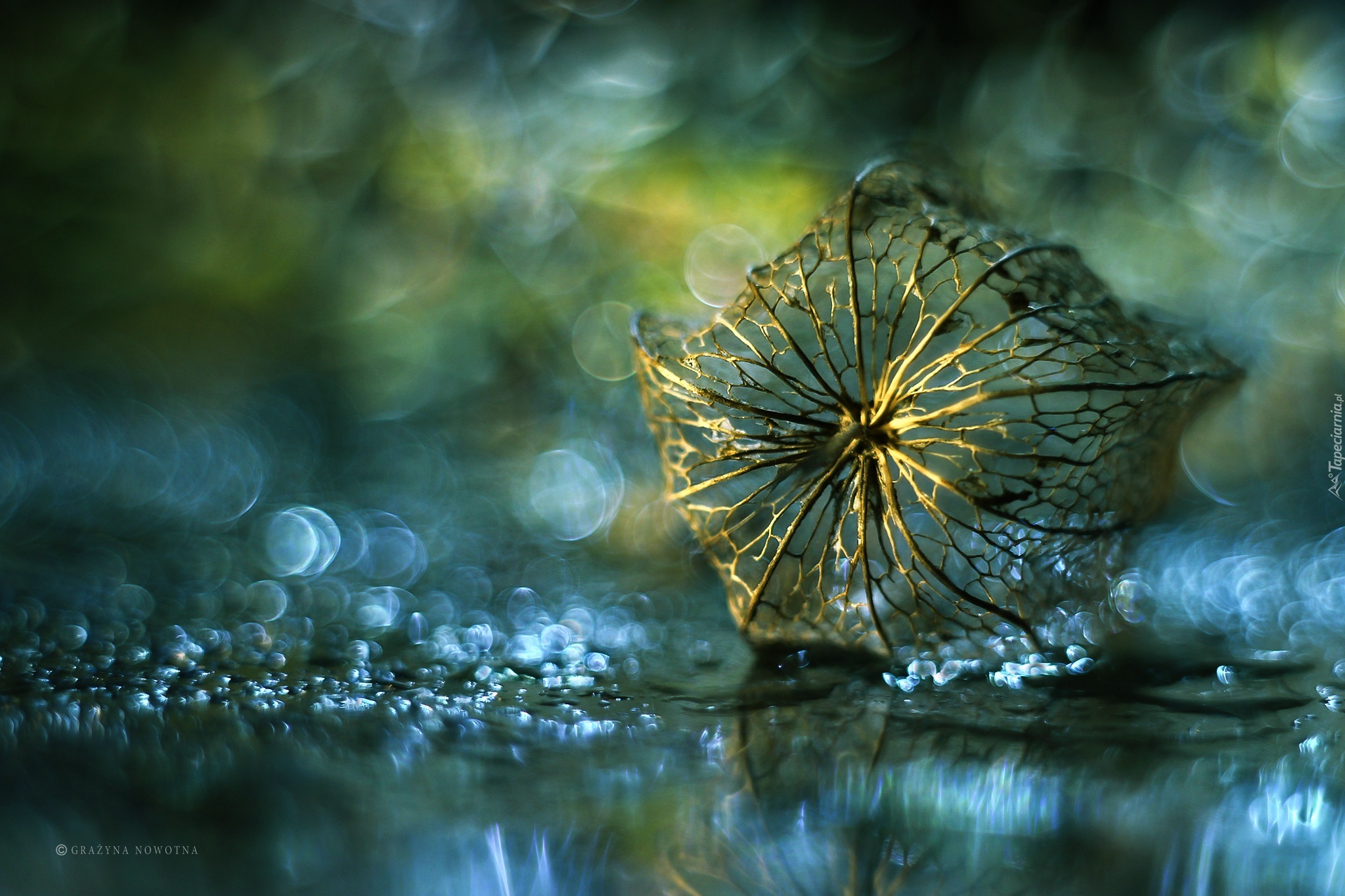 Miechunka Rozdęta, Roślina, Sucha, Bokeh
