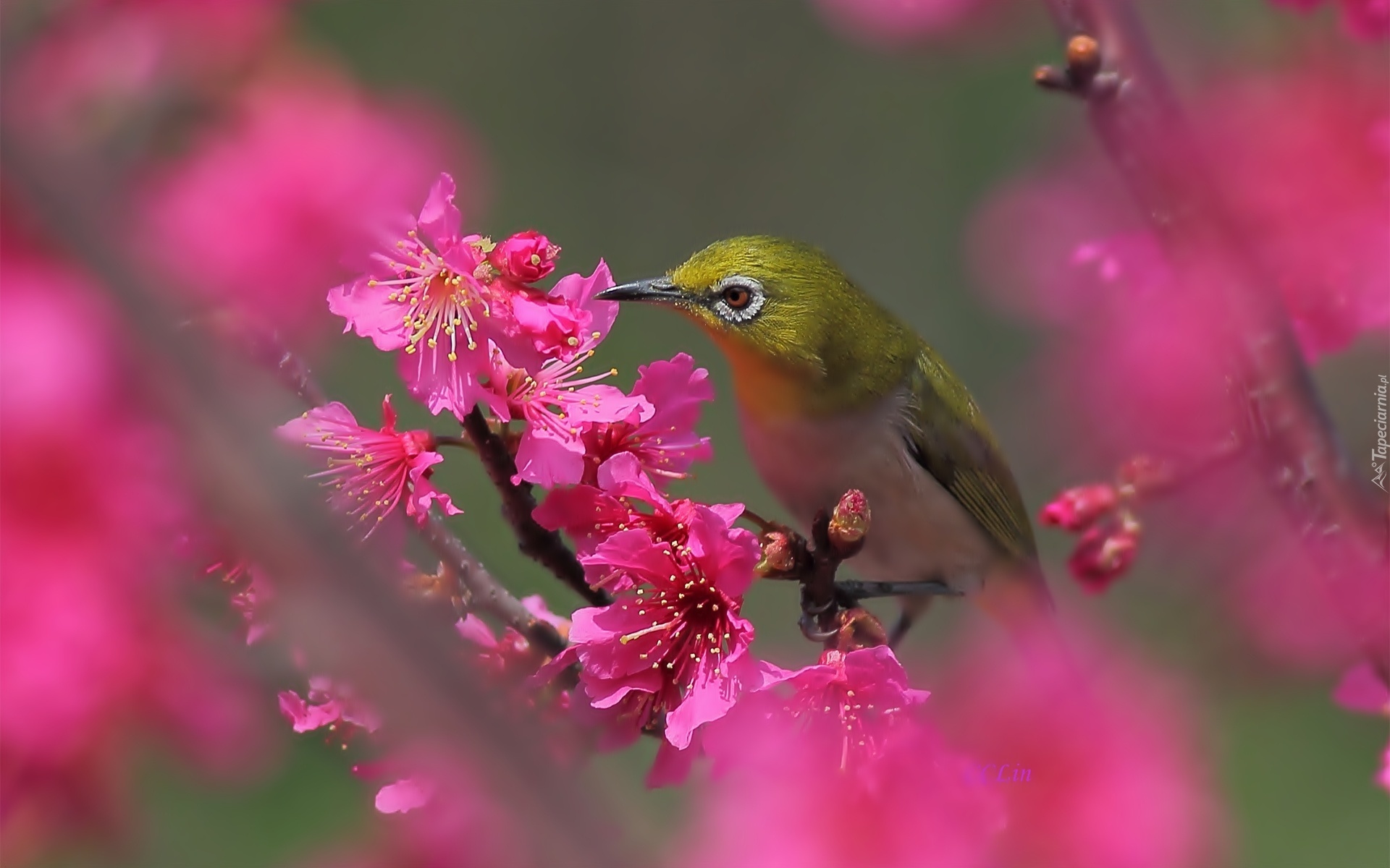 Ptaszek, Kwiaty, Rozmycie