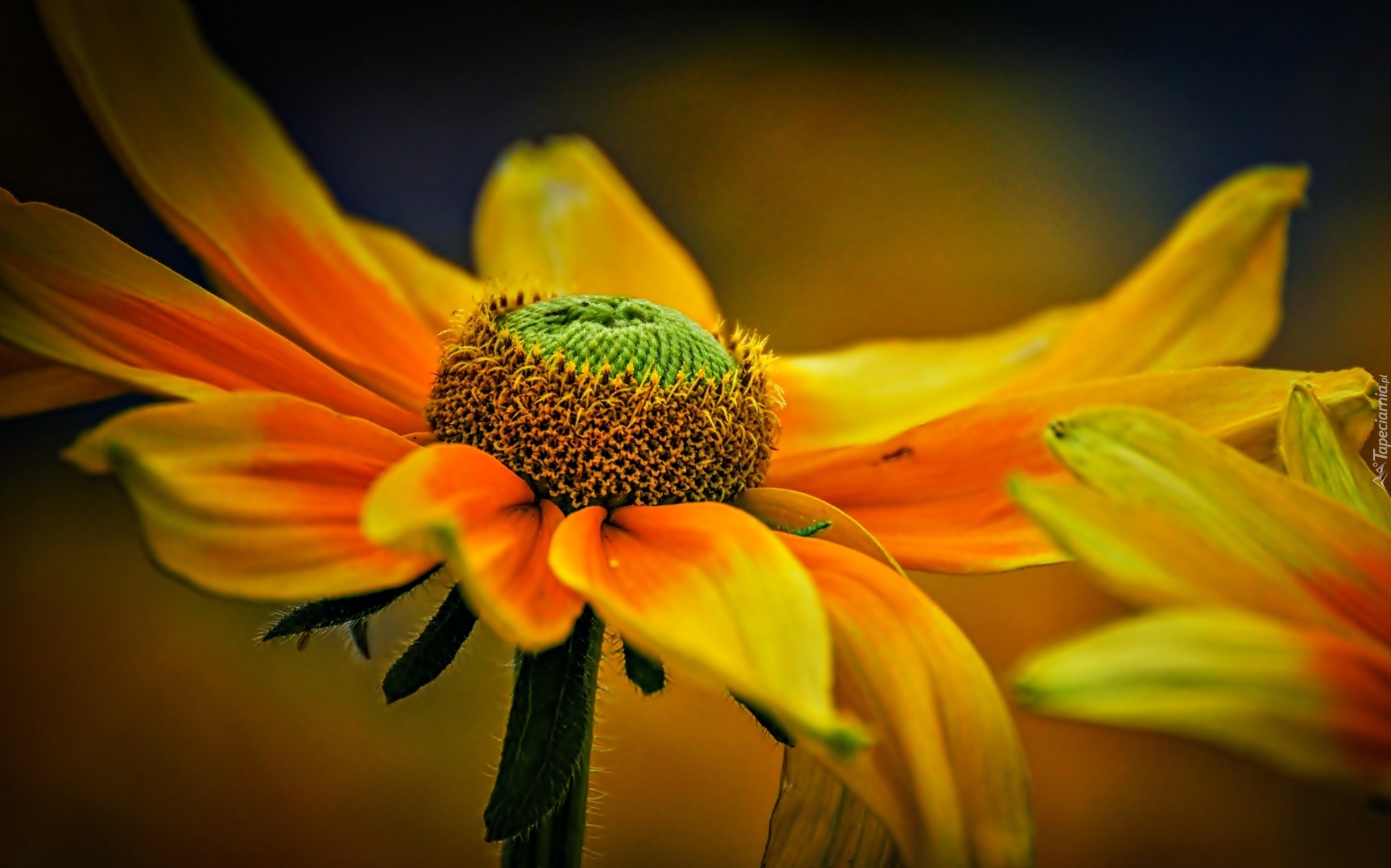 Kwiaty, Rudbekia