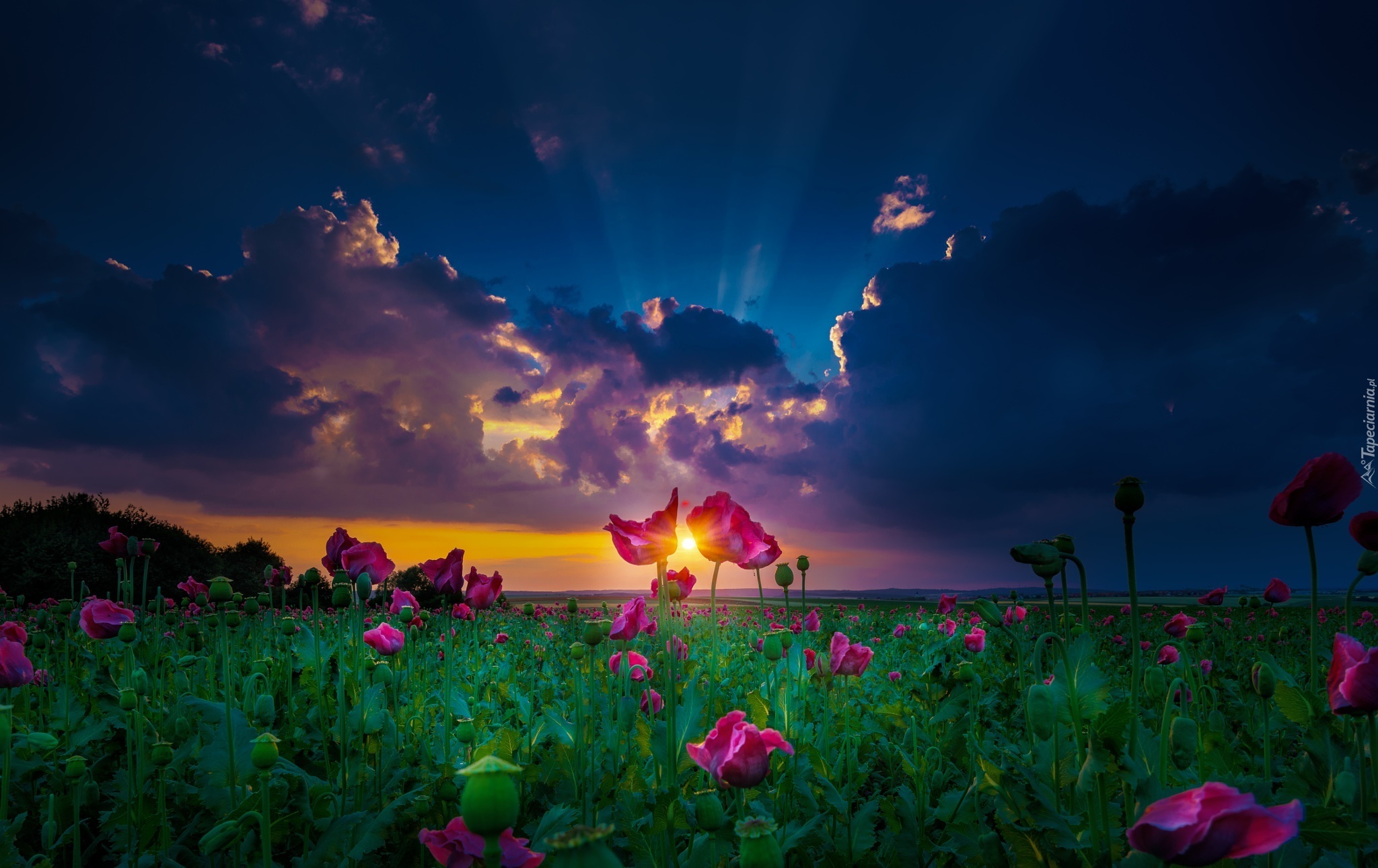 Zachód Słońca, Chmury, Kwiaty Maki