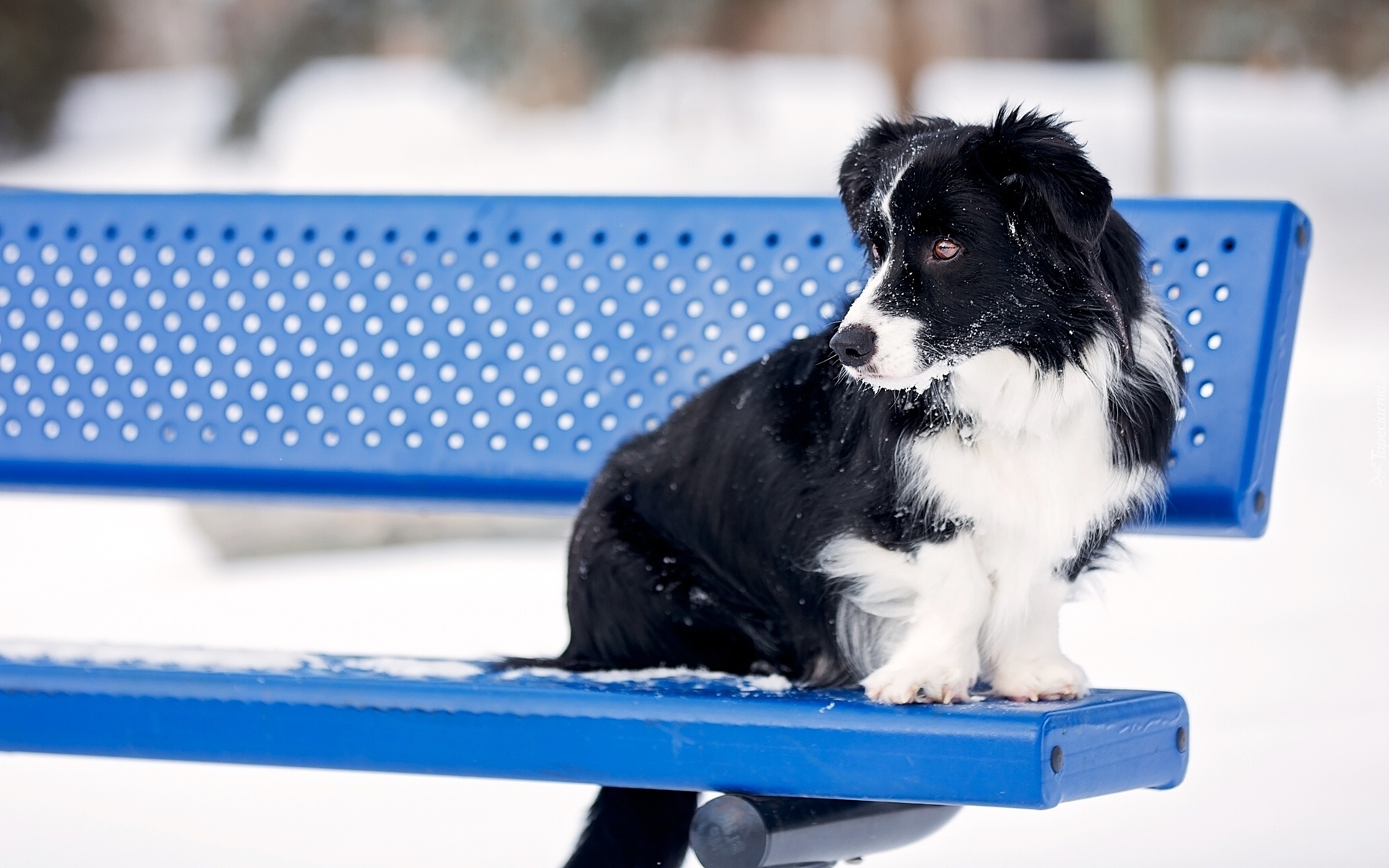 Ławka, Pies, Border collie