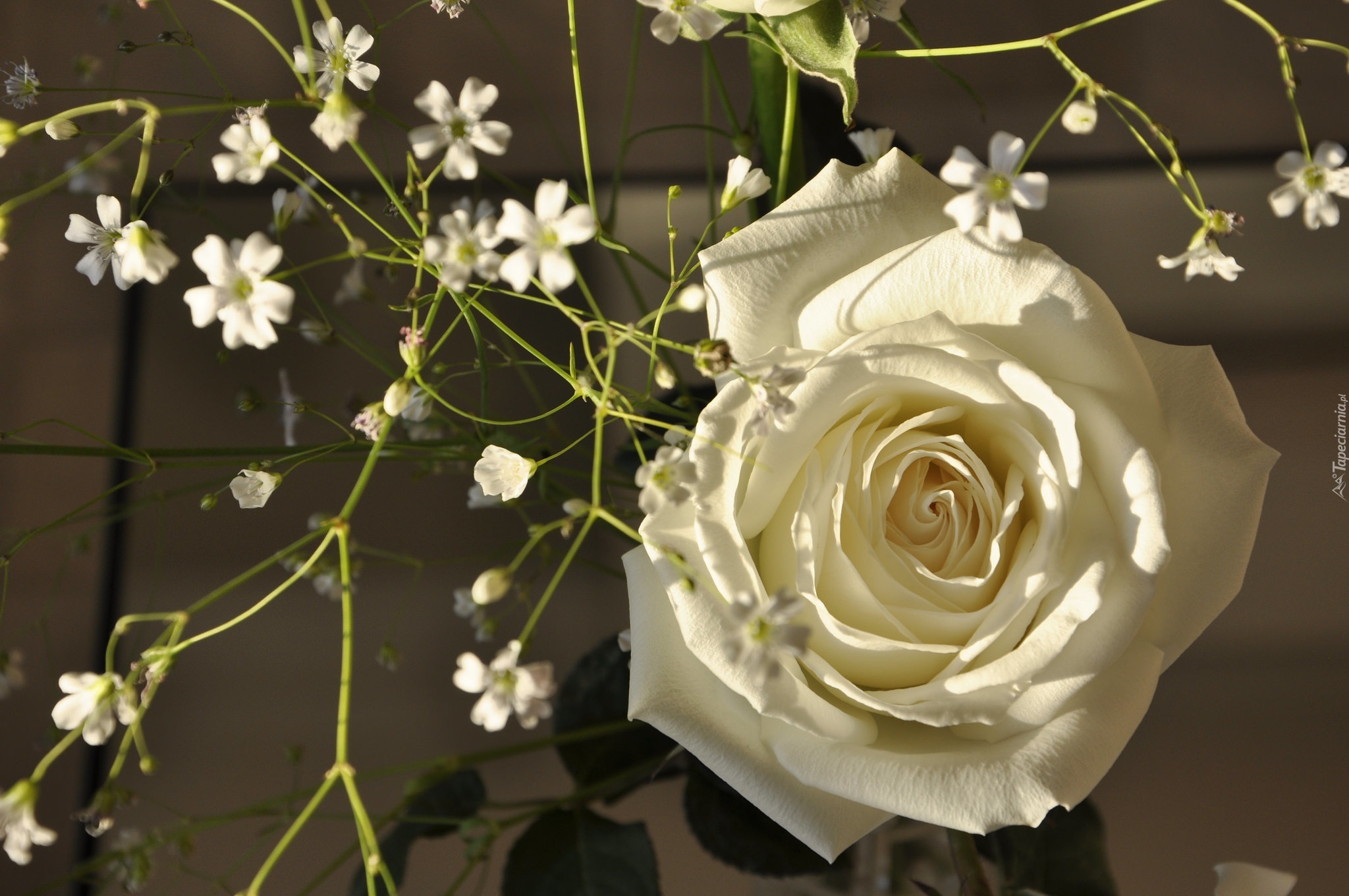 Biała, Róża, Kwiatki