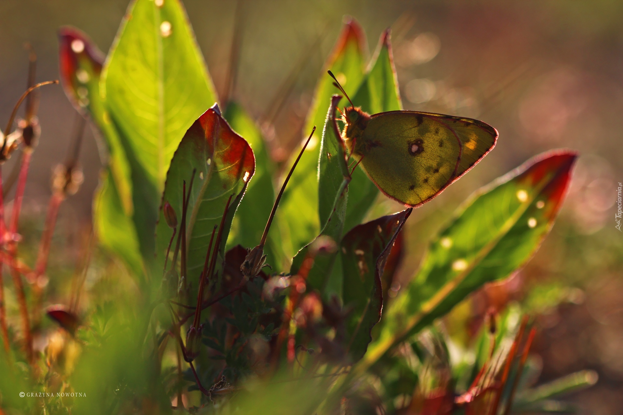 Motyl, Rośliny