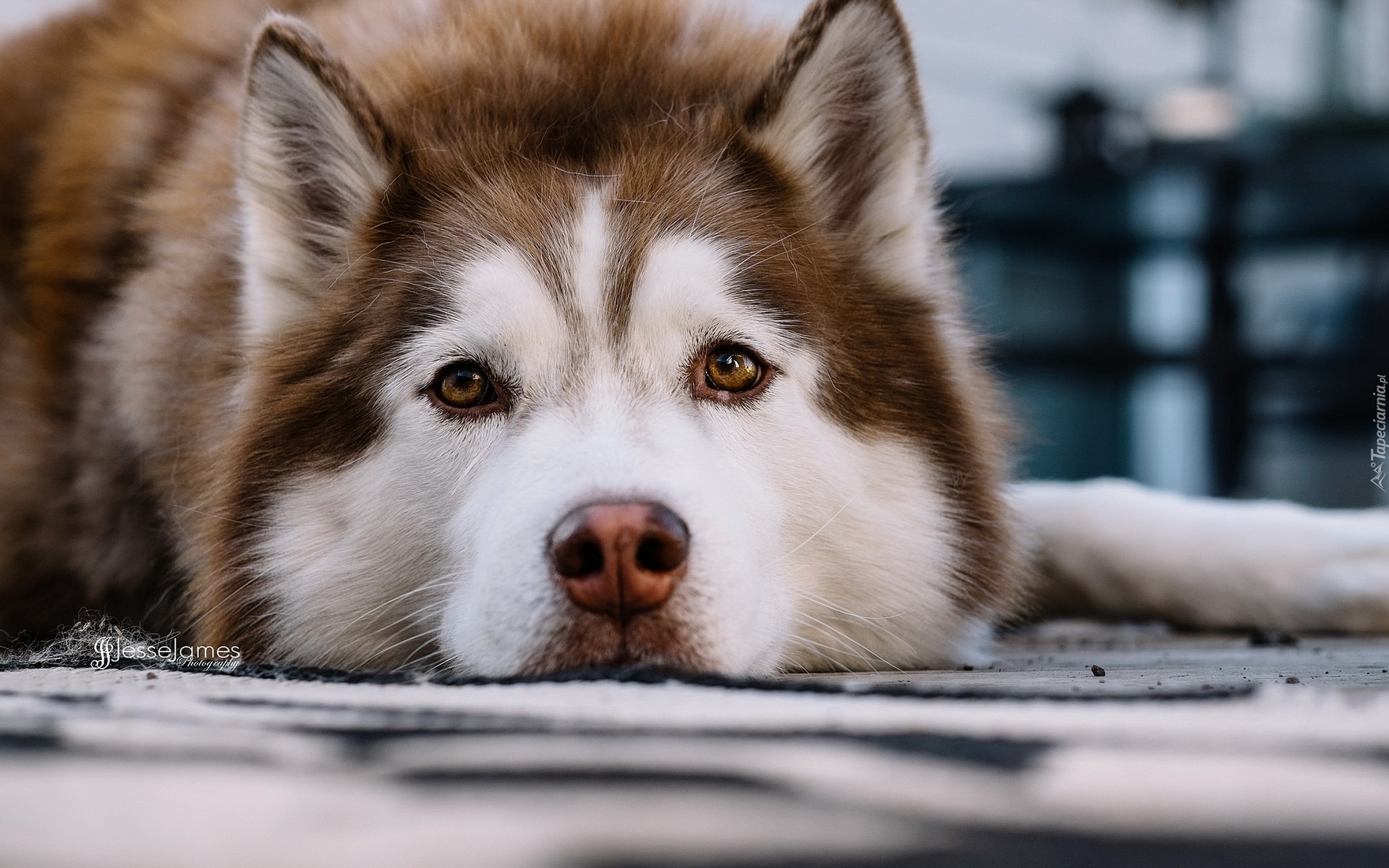 Piesek,Siberian Husky