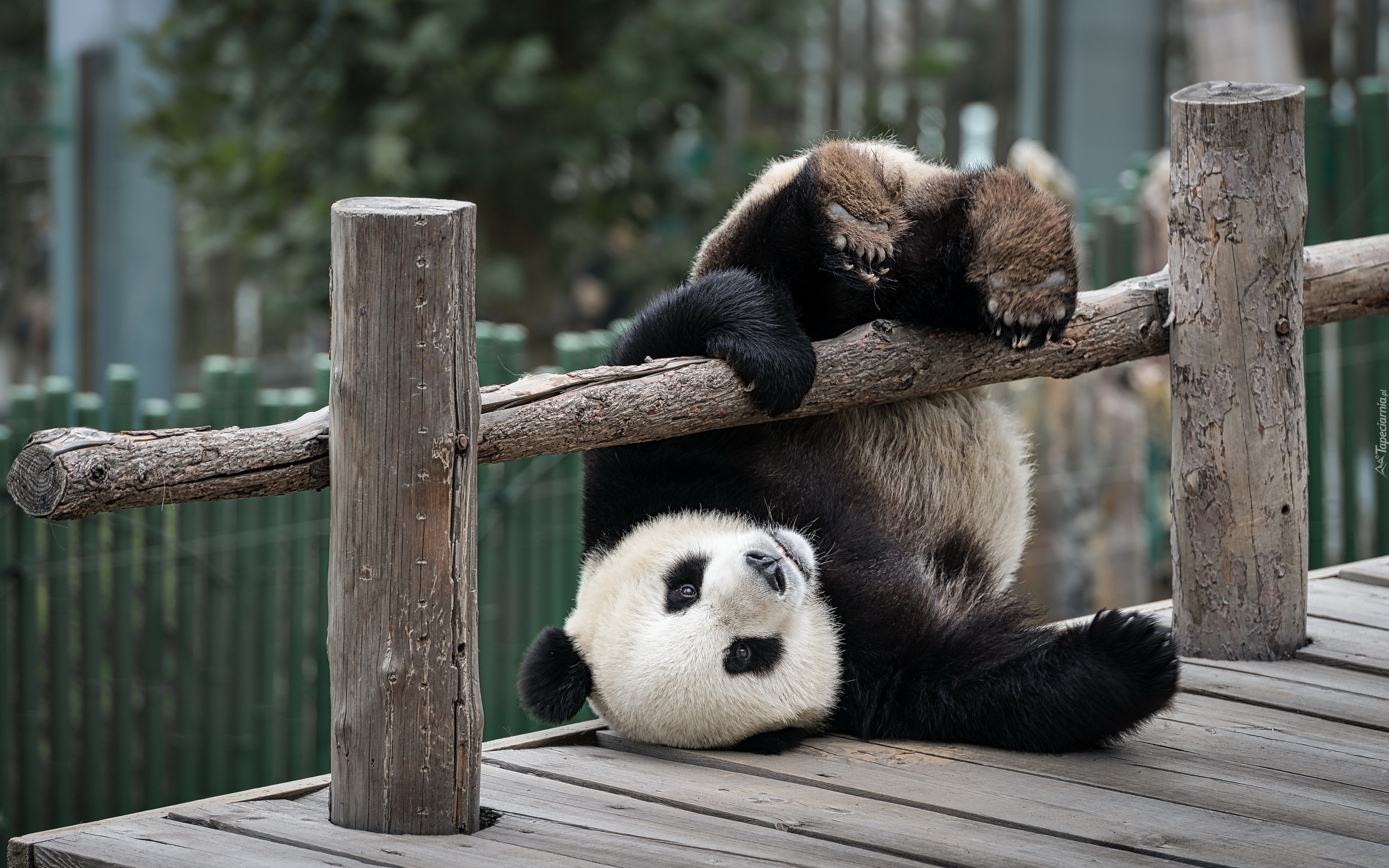 Miś, Panda, Płotek