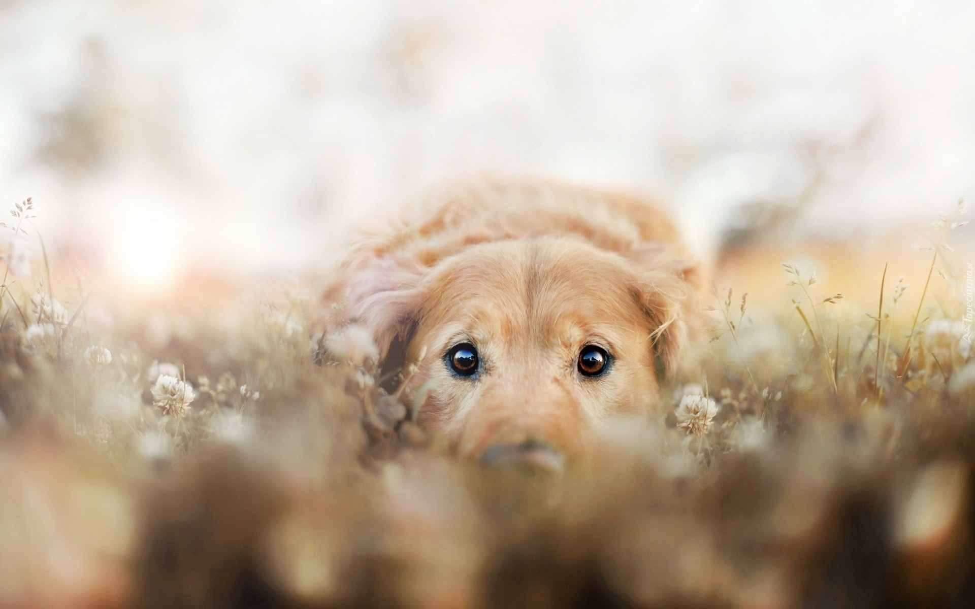 Pies, Łąka, Golden Retriever