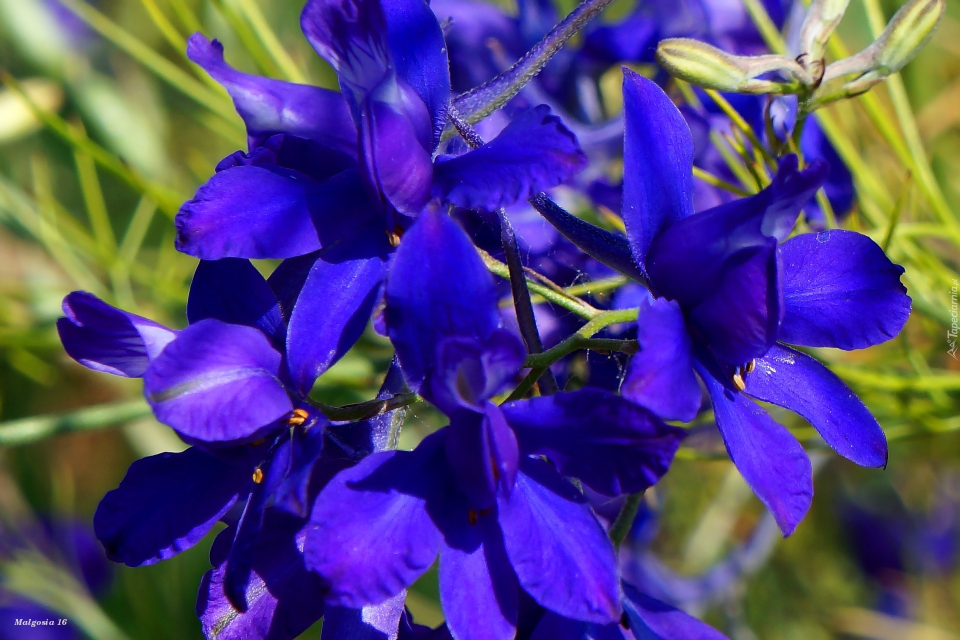 Niebieskie, Polne, Kwiaty