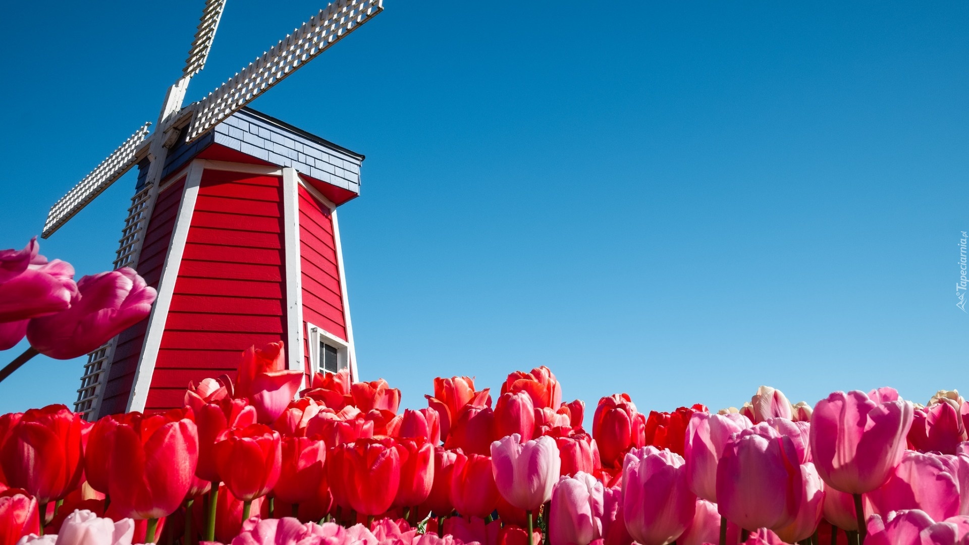Wiatrak, Tulipany