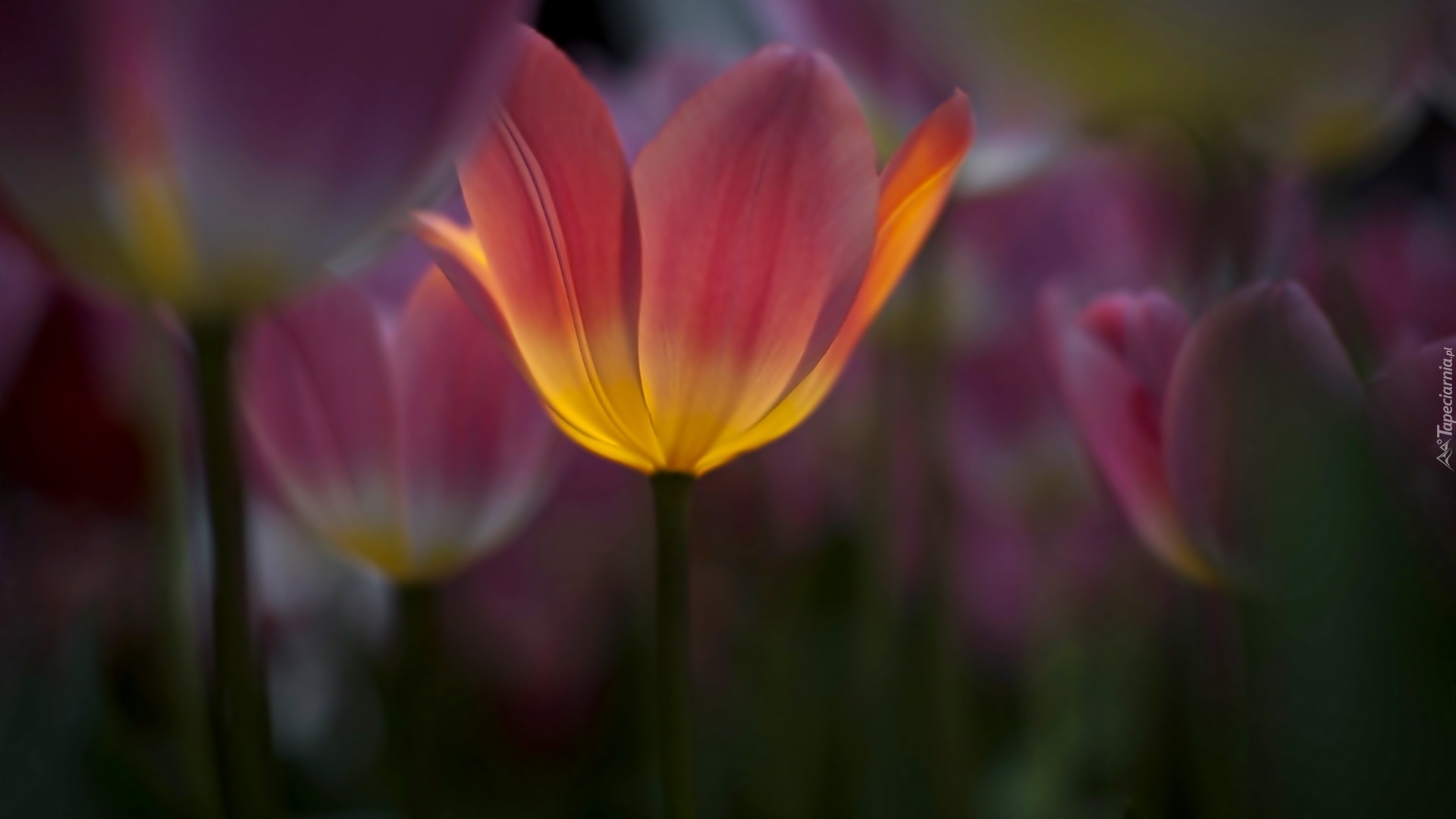 Tulipany