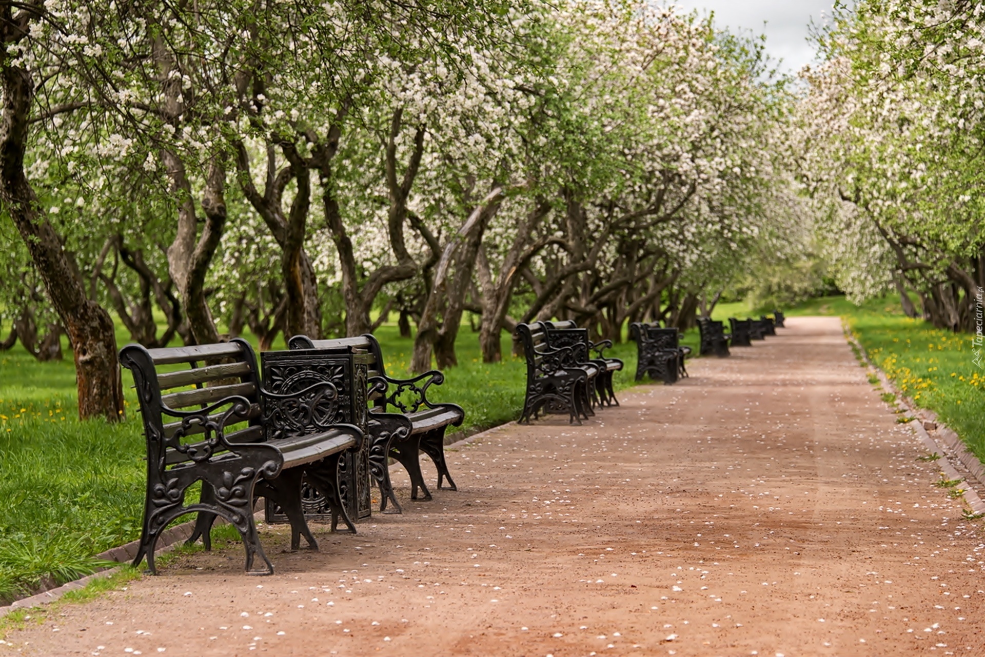 Park, Drzewa, Alejka, Ławki