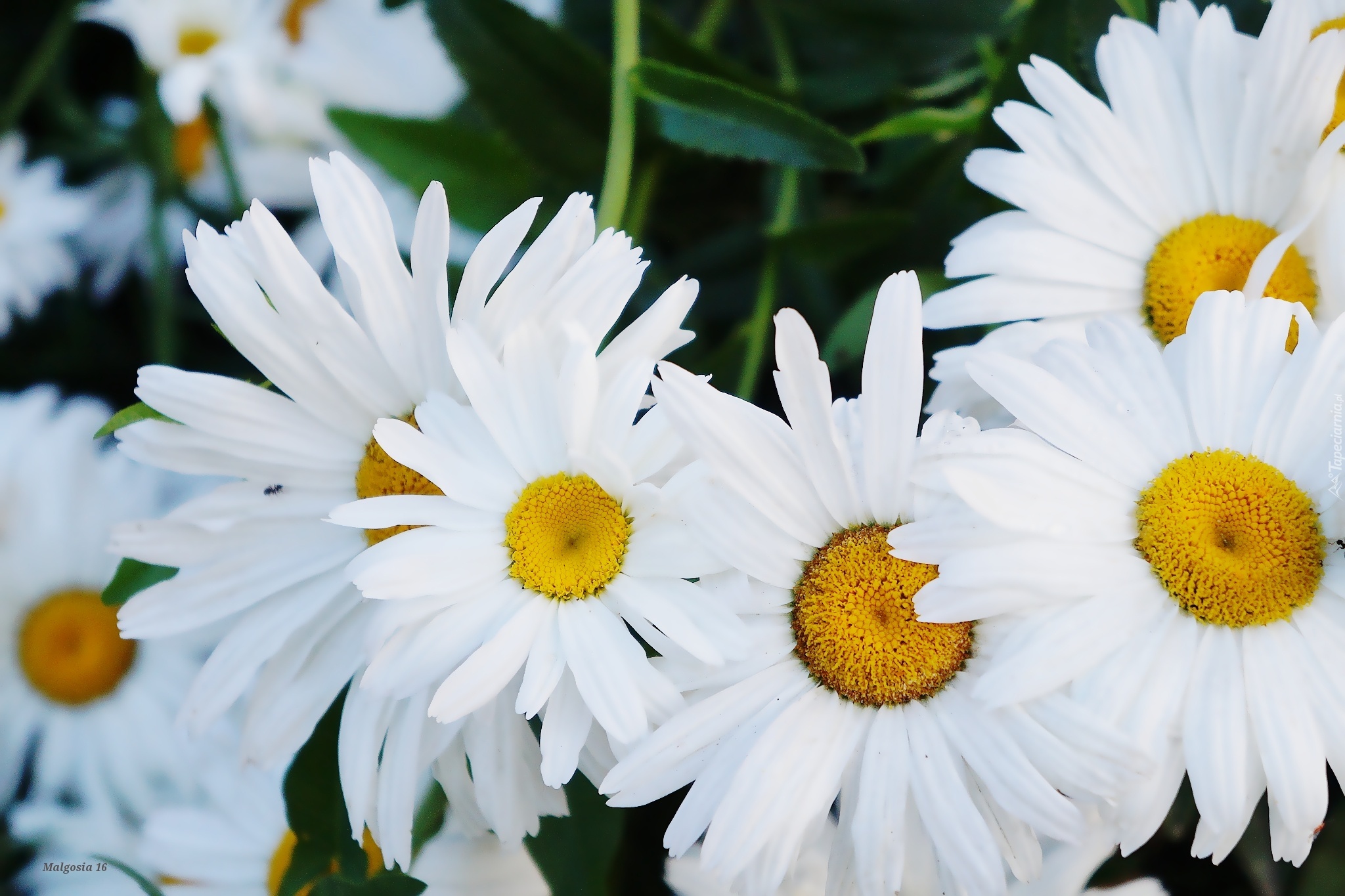 Białe, Kwiaty, Margarytka