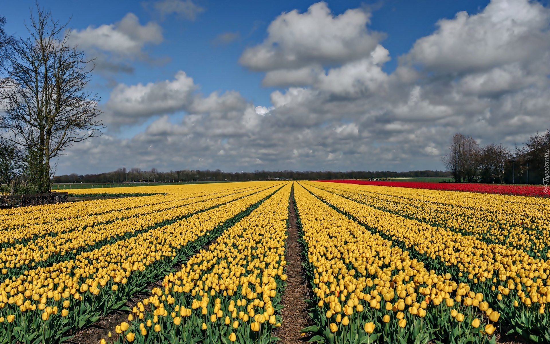 Pole, Żółte, Tulipany, Drzewa, Chmury