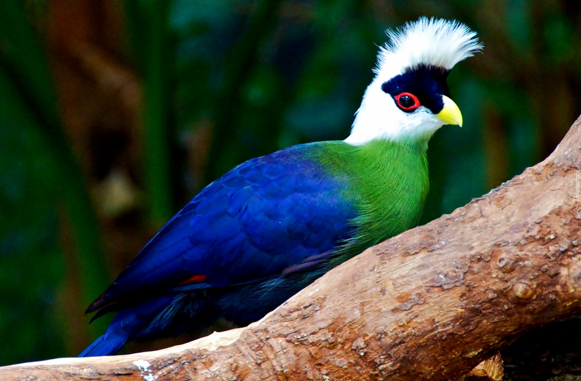 Turaco, Konar