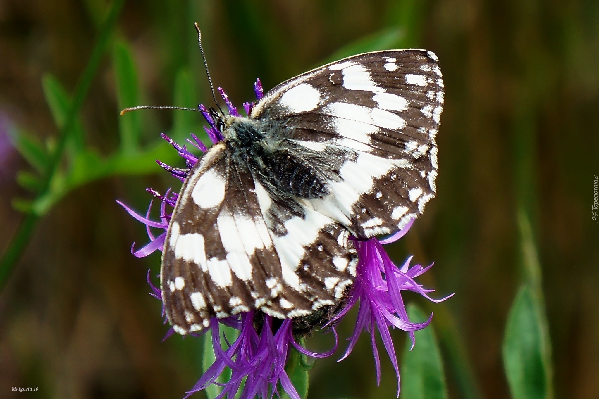 Siedzący, Motyl, Skrzydła