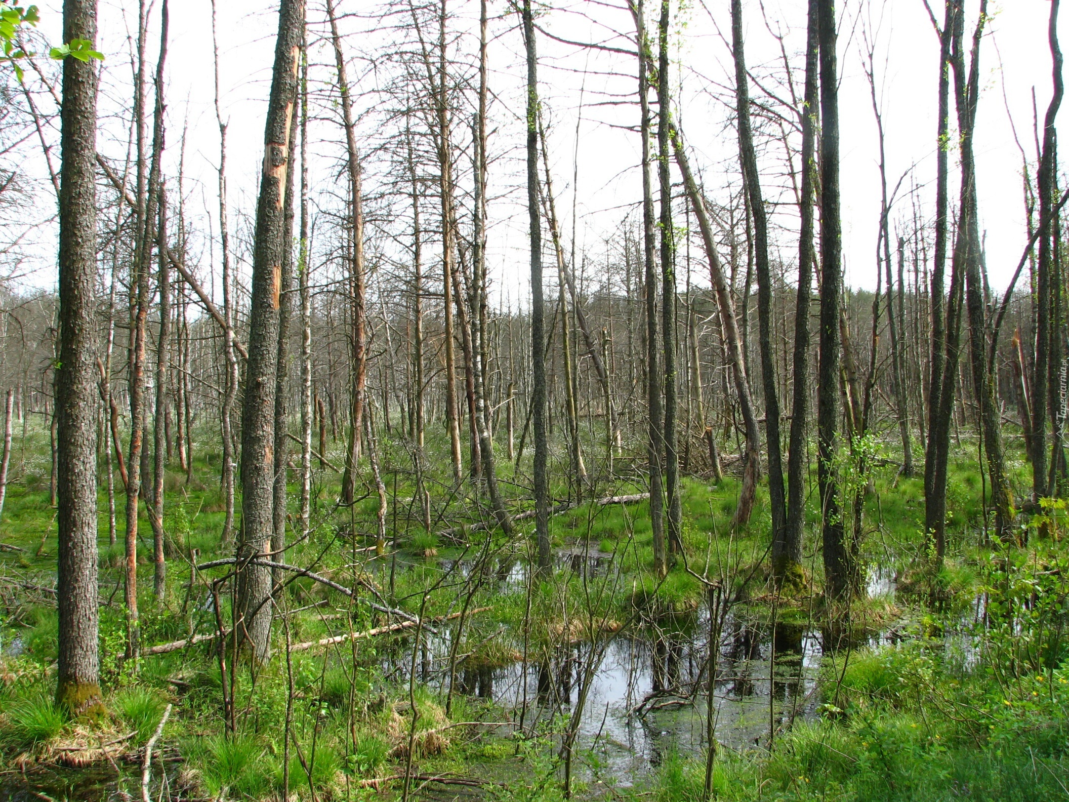 Biebrzańskie, Bagna