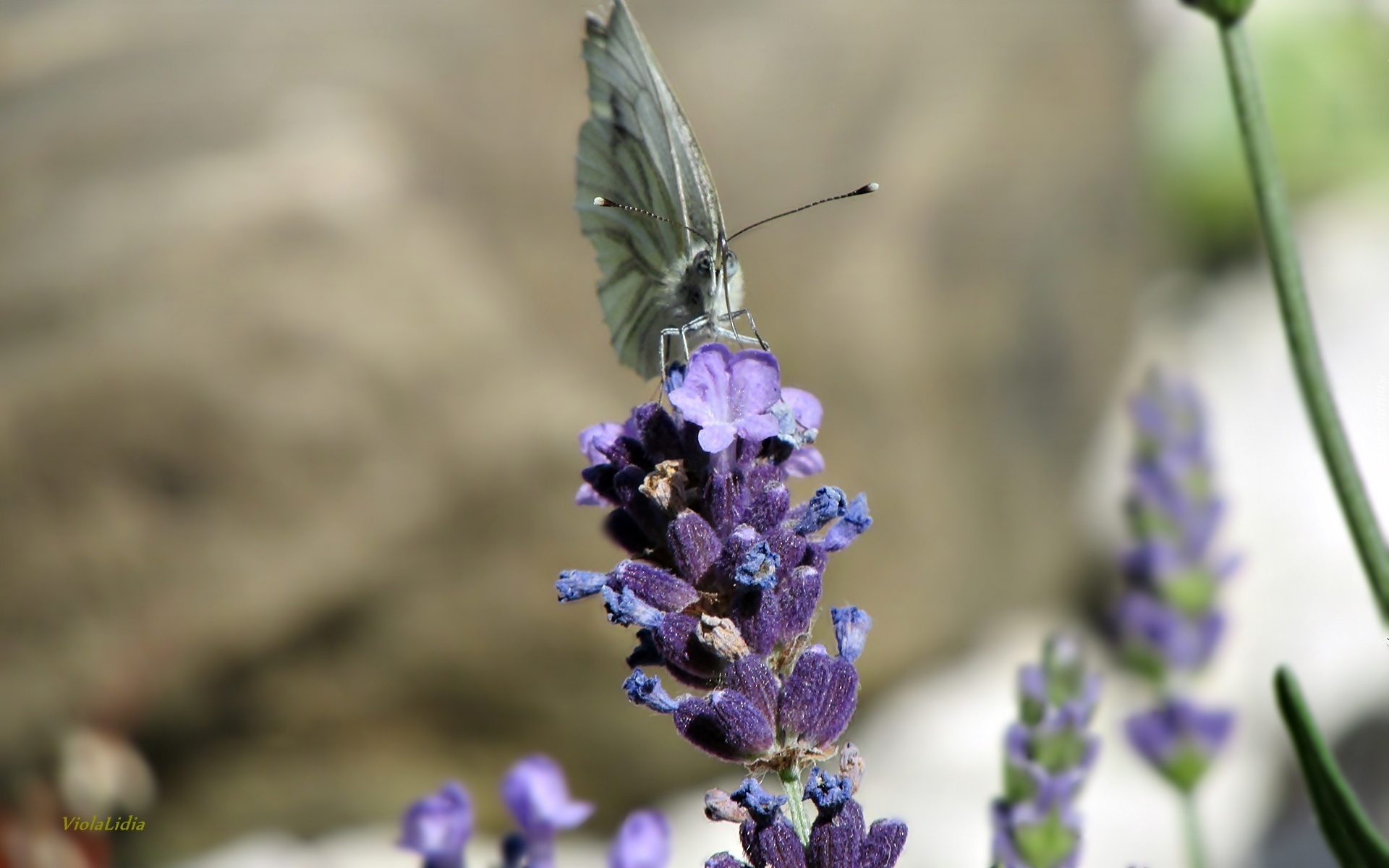 Kwiat, Lawenda, Motyl