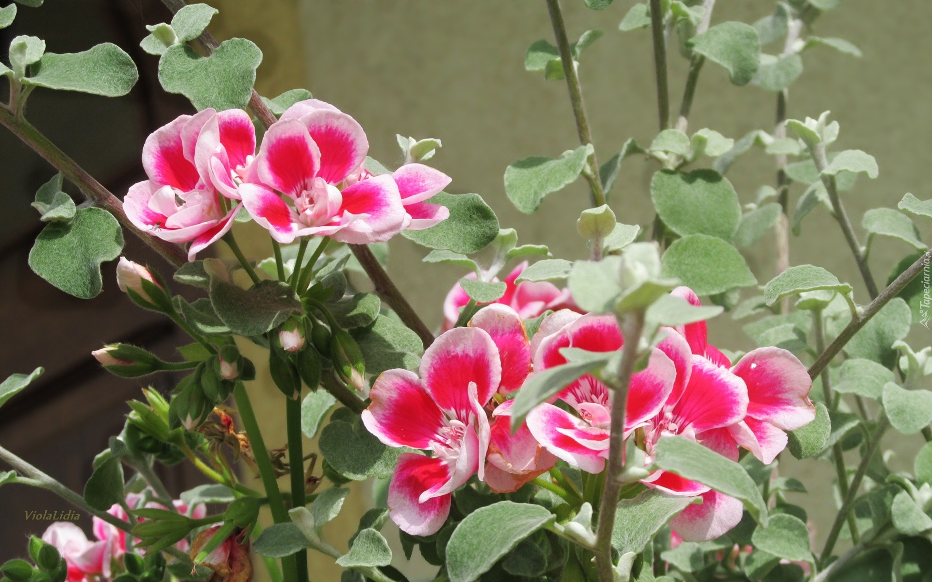 Kwiaty, Pelargonia