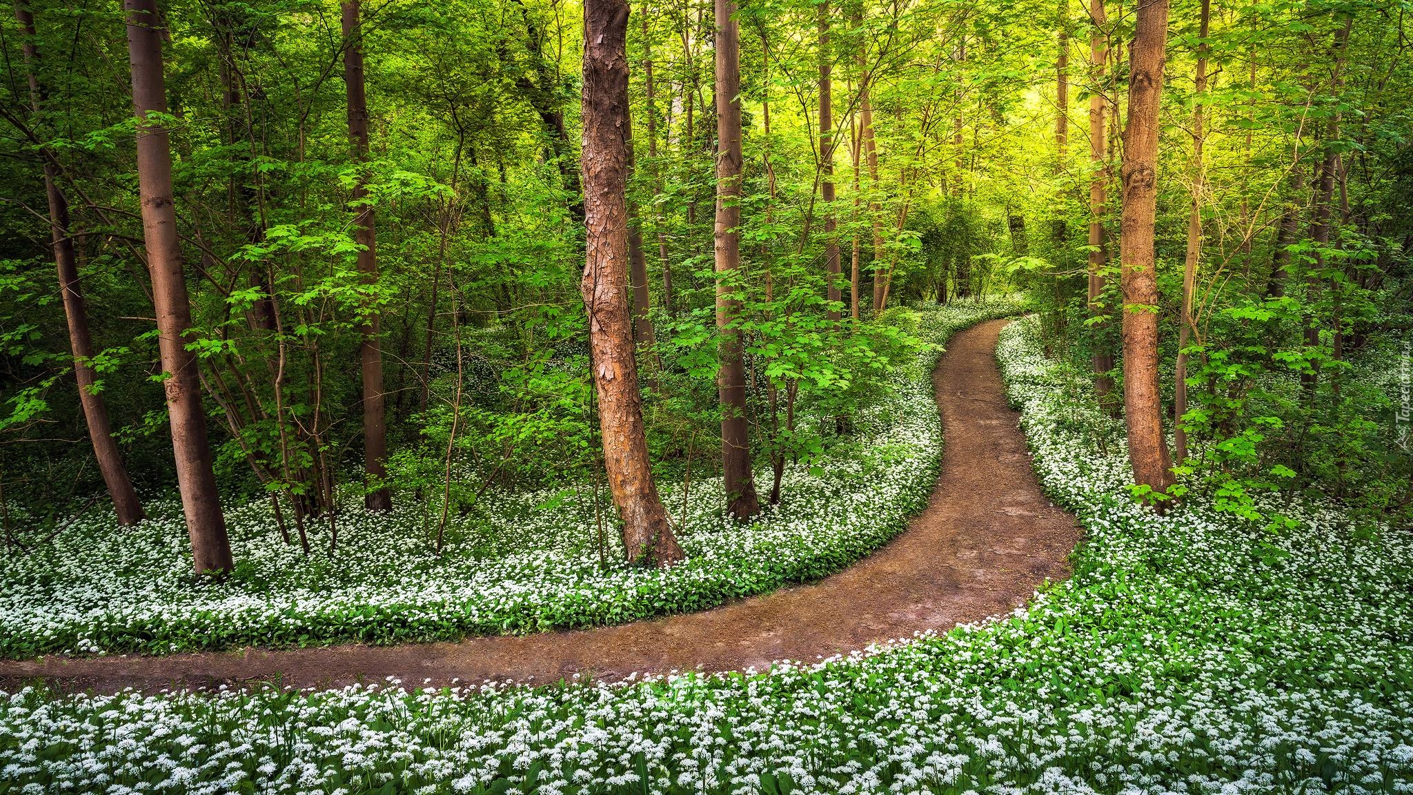 Las, Ścieżka, Białe, Kwiatki