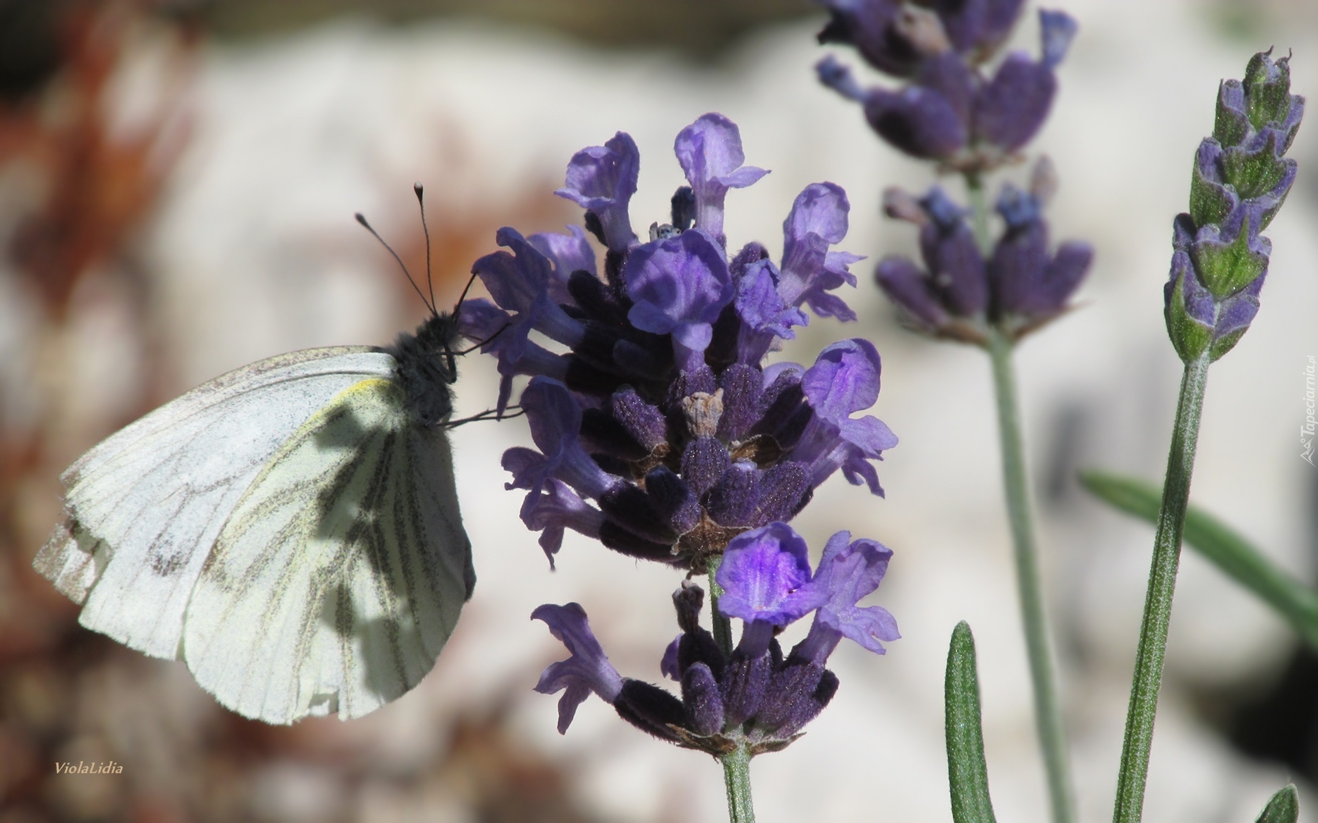 Motyl, Lawenda