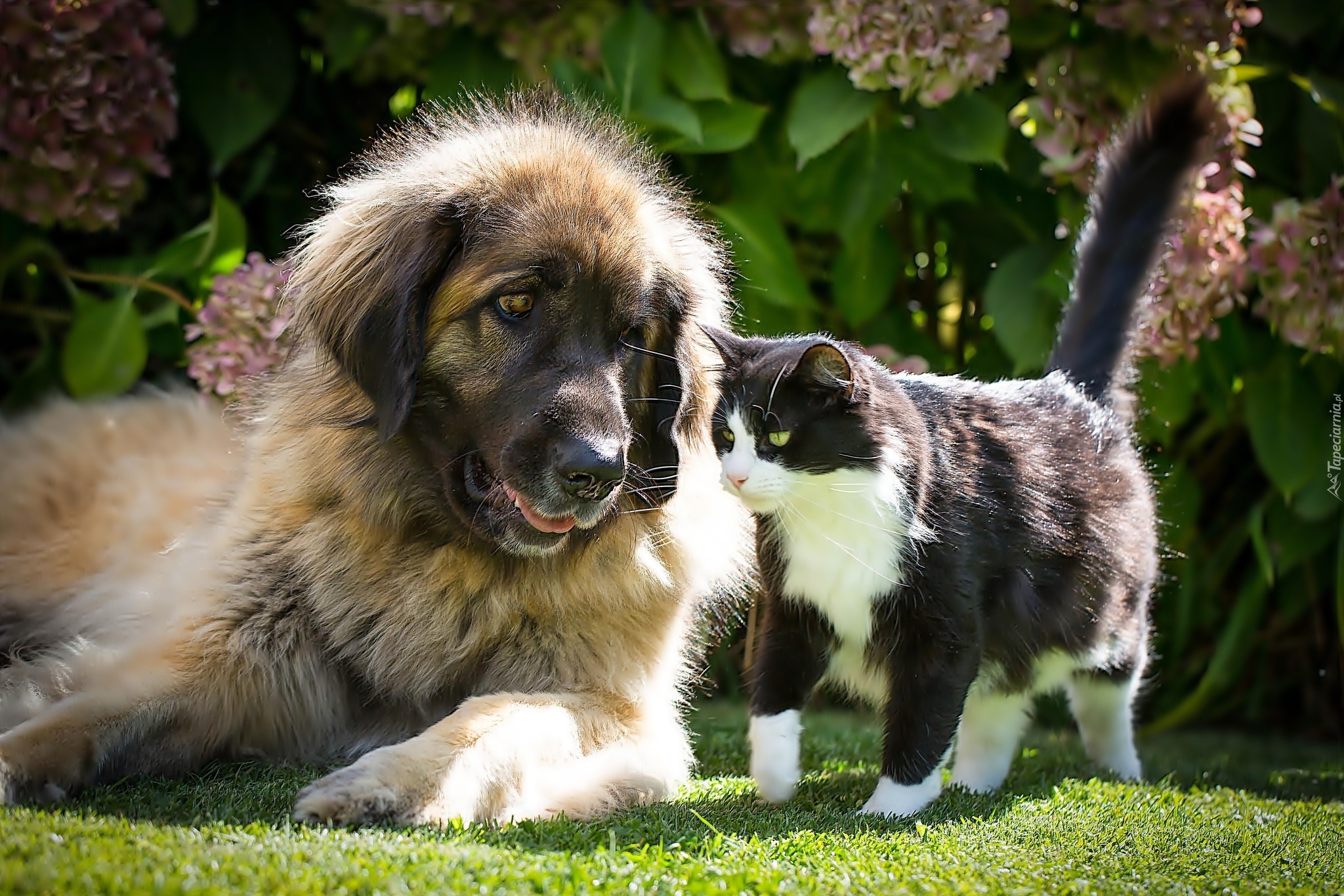 Kotek, Pies, Ogród, Hortensja, Leonberger