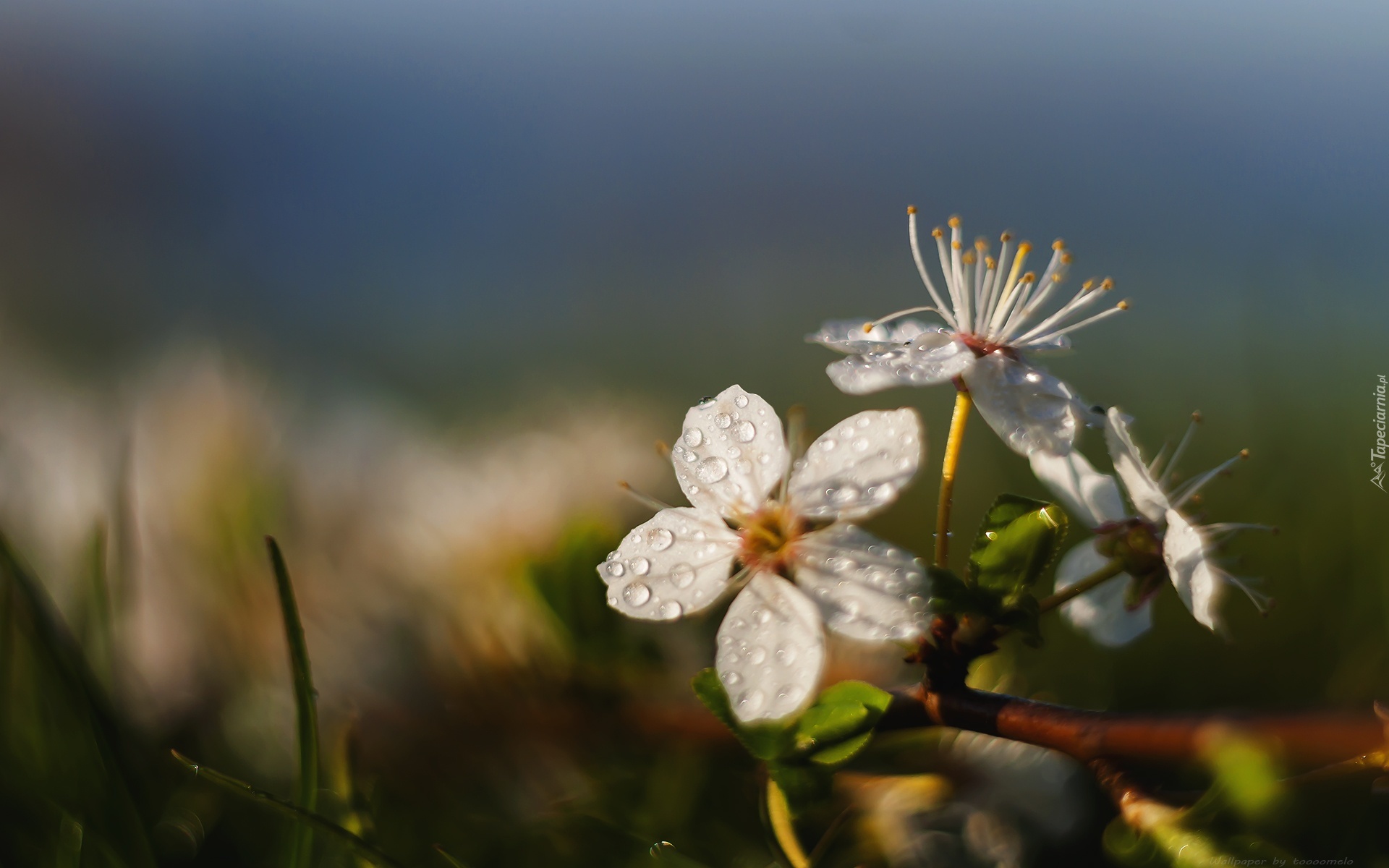 Kwiat, Biały, Gałązka, Drzewko, Krzew.
Nikon + Helios 44.