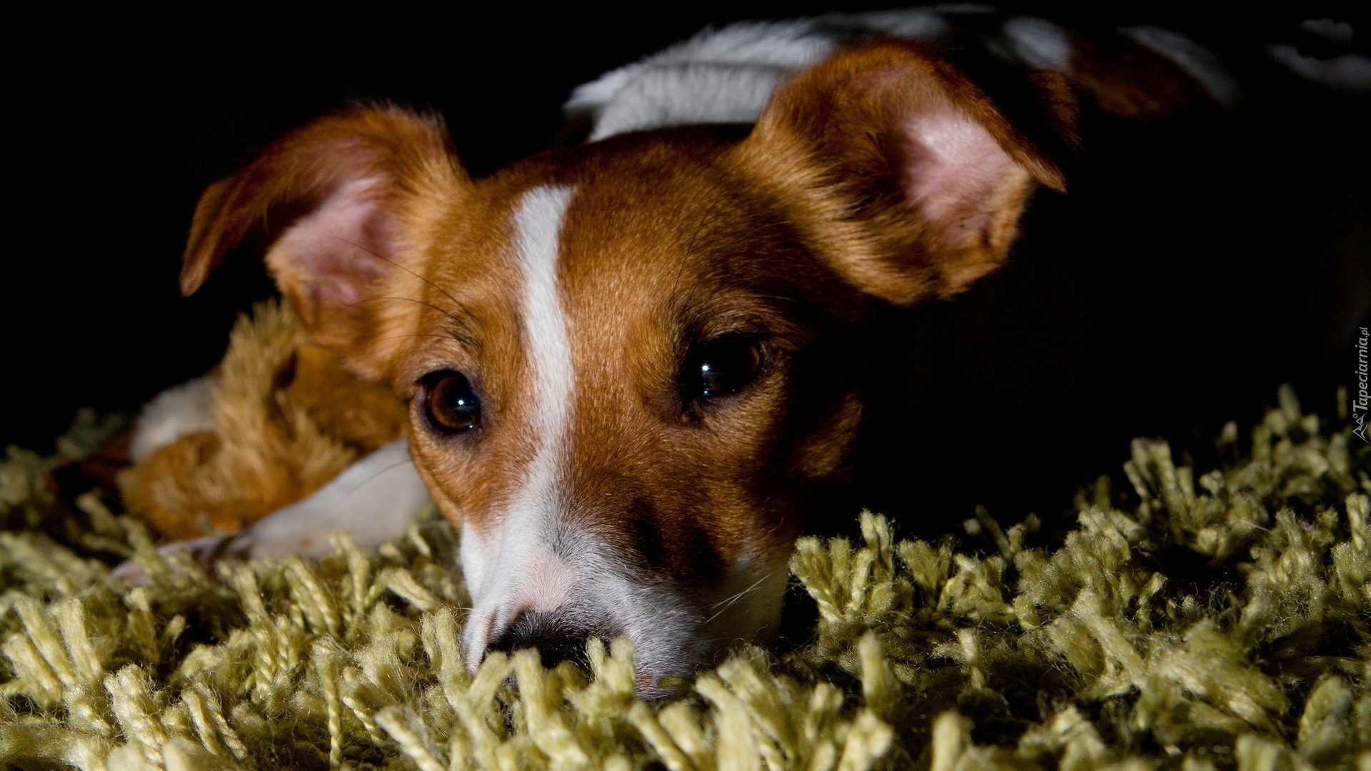 Pies, Jack Russell terrier, Dywan