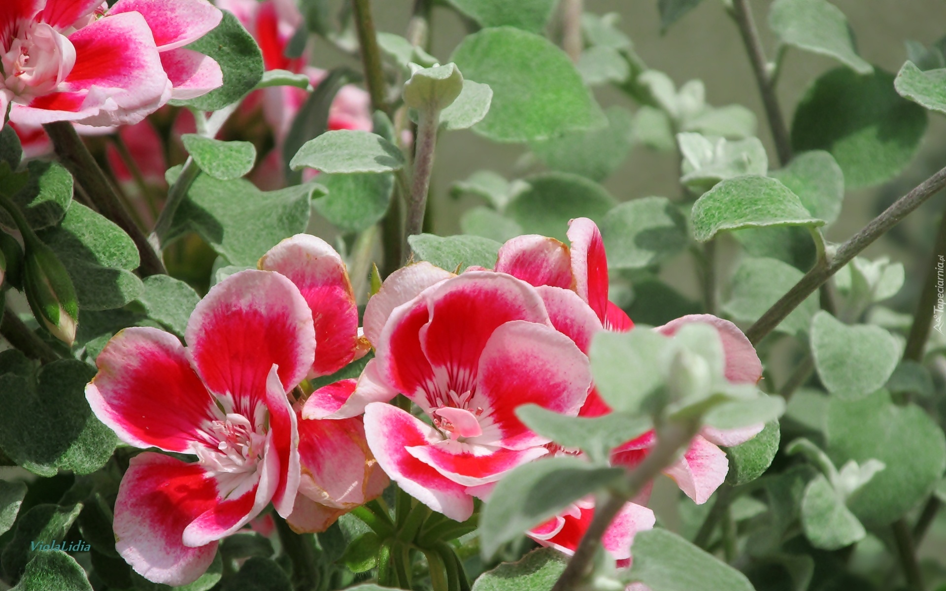 Kwiaty, Pelargonia