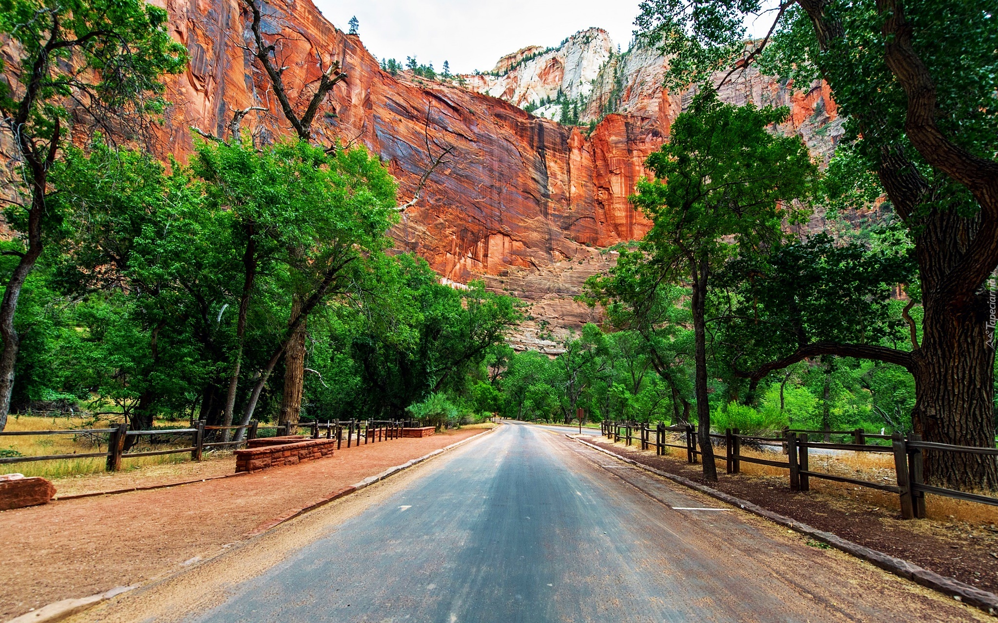 Stany Zjednoczone, Park Narodowy Zion, Stan Utah, Droga, Góry, Drzewa