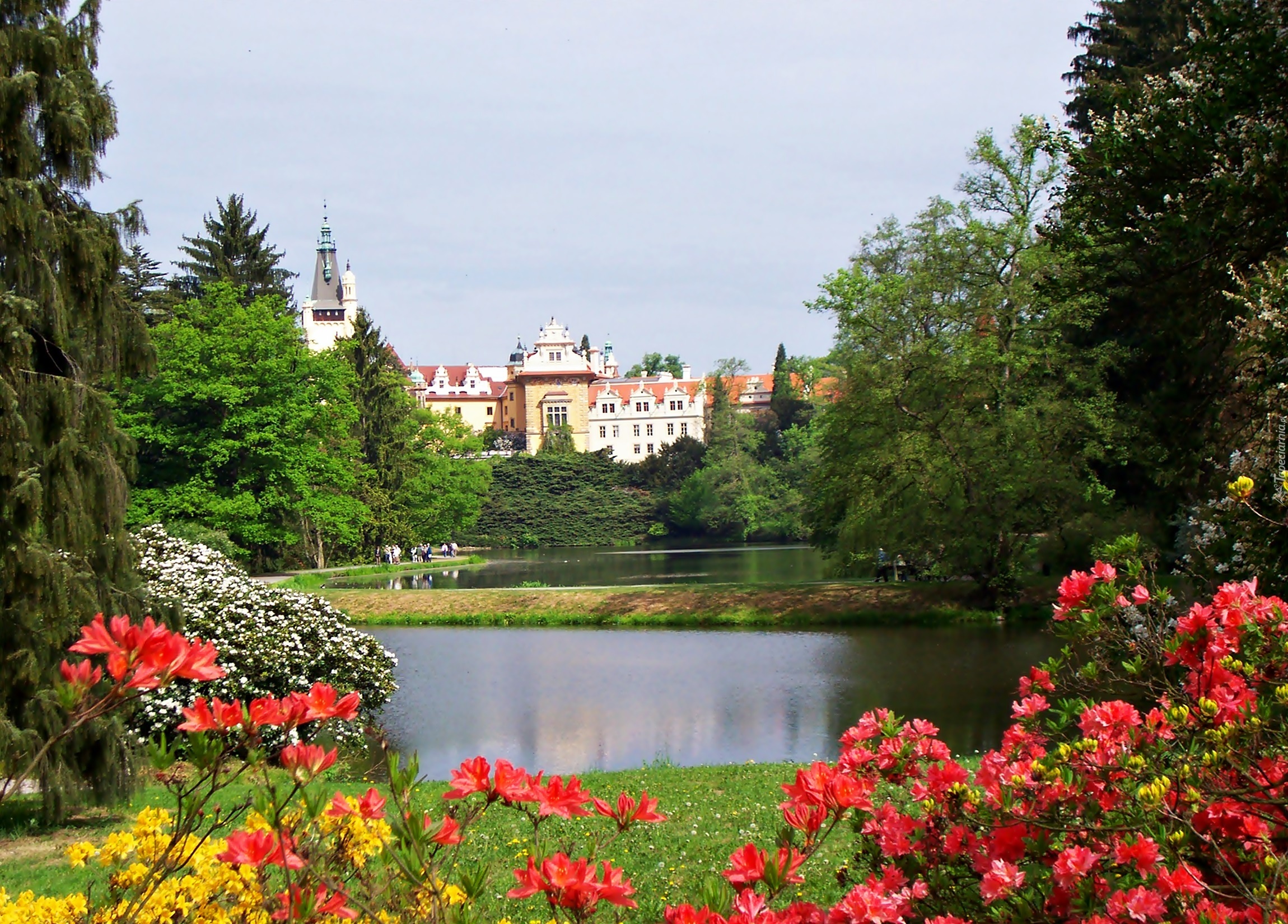 Zamek Pruhonice, Miejscowość Pruhonice, Czechy, Park, Staw, Różanecznik