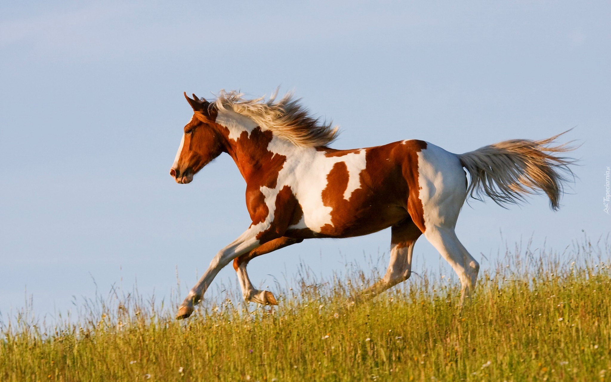 Koń, Galop, Łąka, Niebo