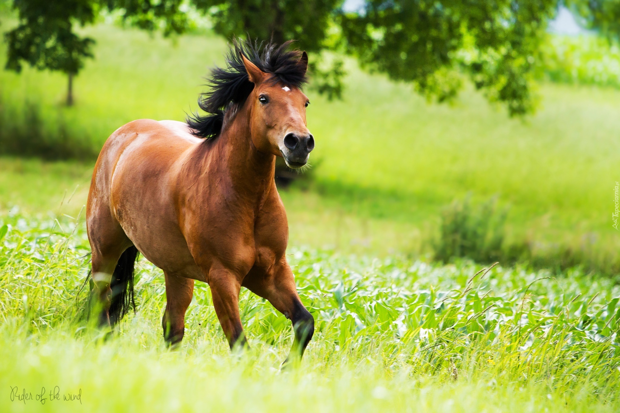 Koń, Galop, Łąka, Drzewo