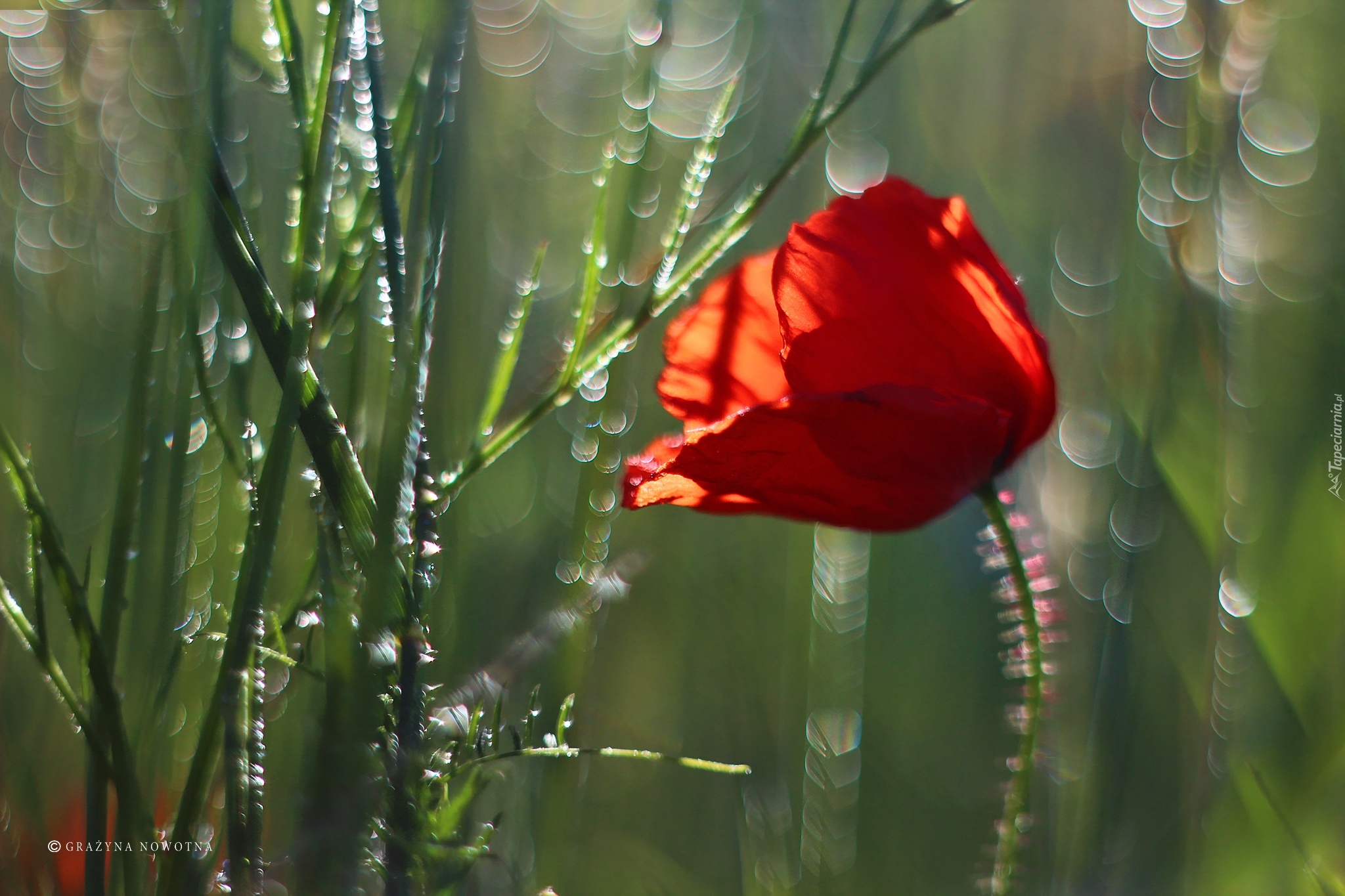 Maczek, W, Zbożu, Bokeh