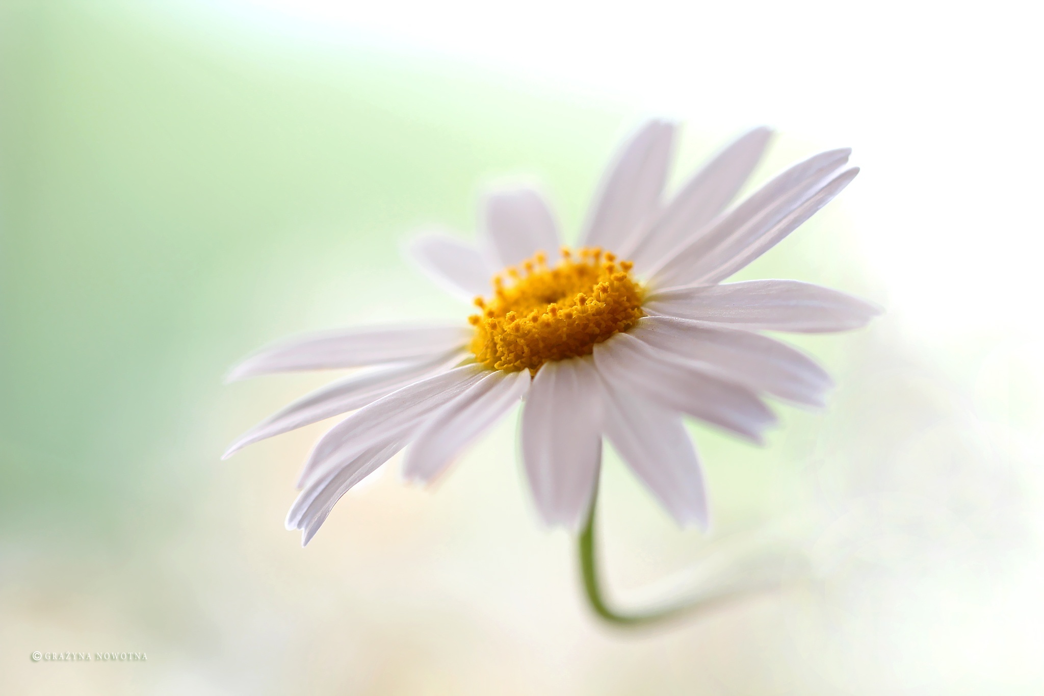 Margerytka, Biały, Kwiat