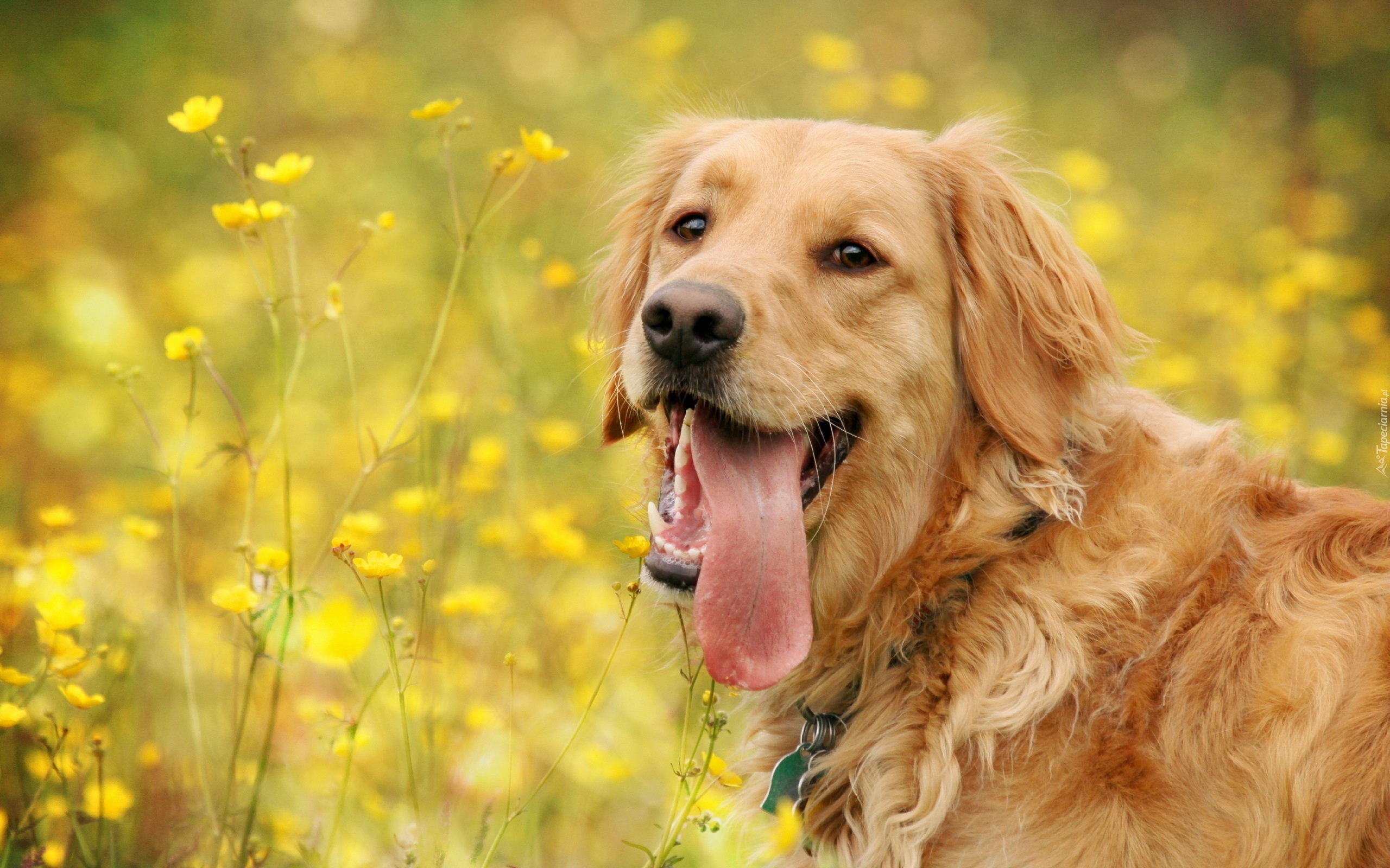 Golden, Retriever, Łąka, Żółte, Kwiatki