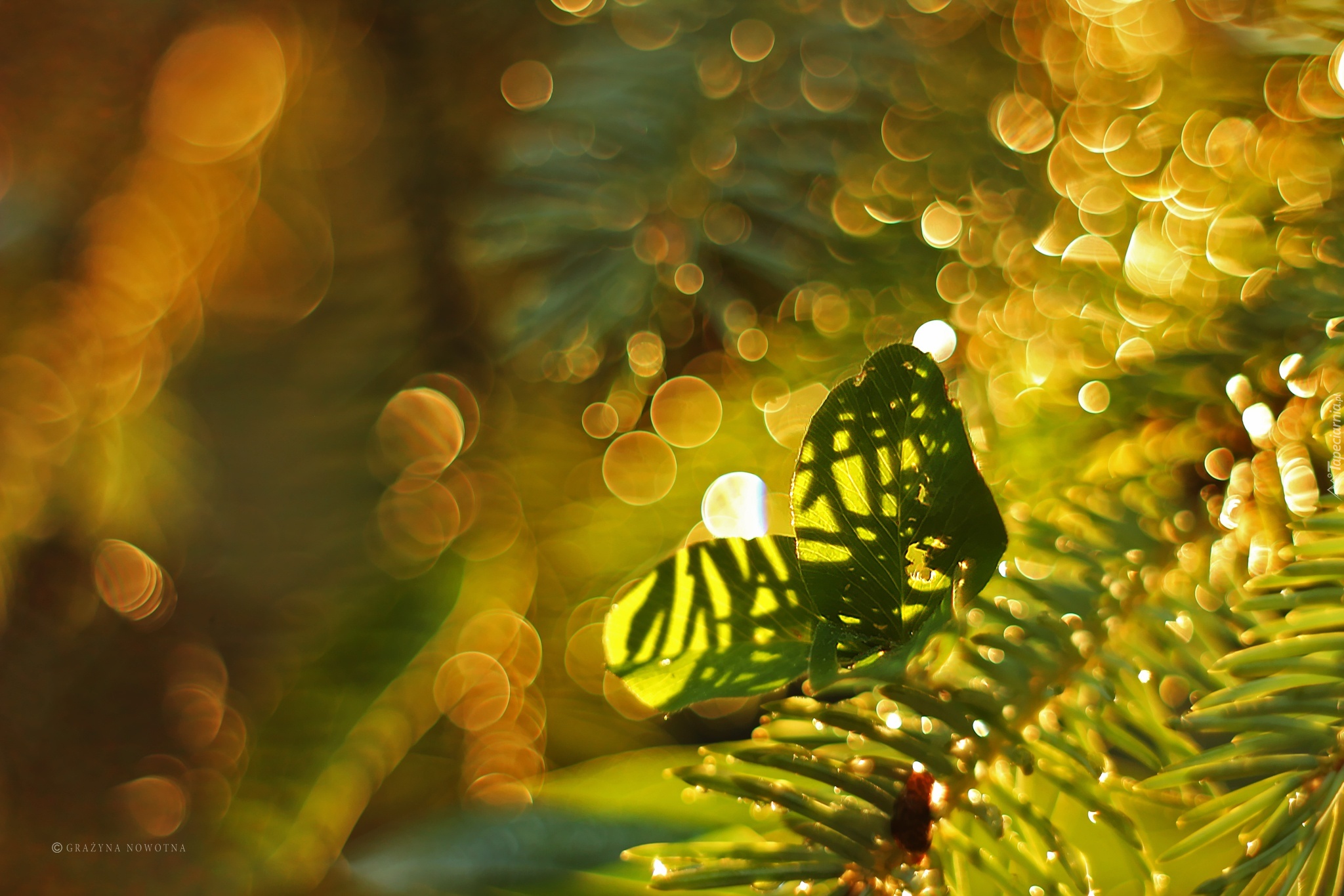 Liście, Gałązki, Bokeh