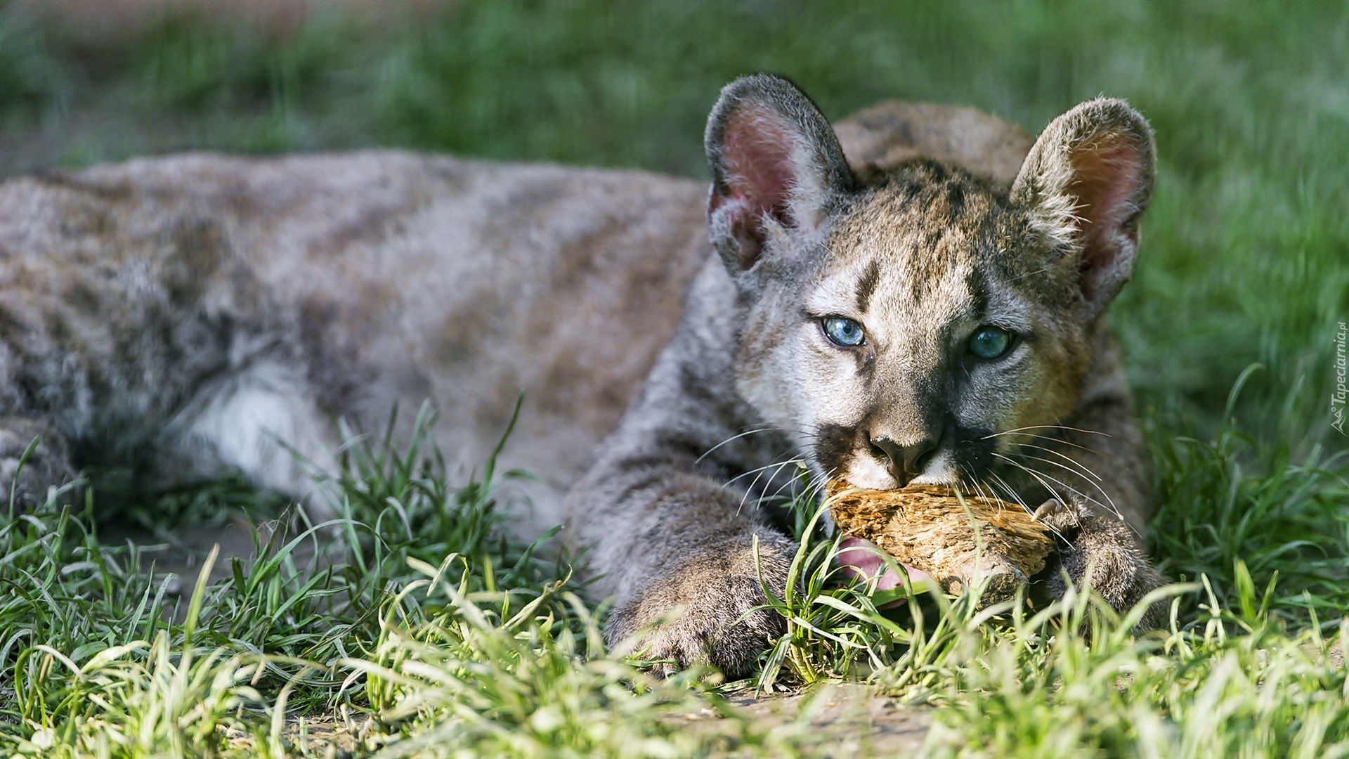 Dziki Kot, Puma