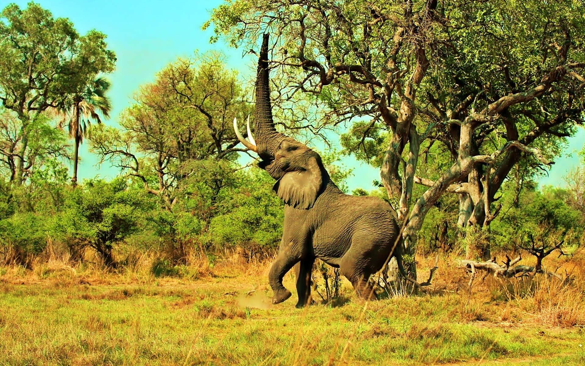 Park, Narodowy, Serengeti, Słoń, Roślinność