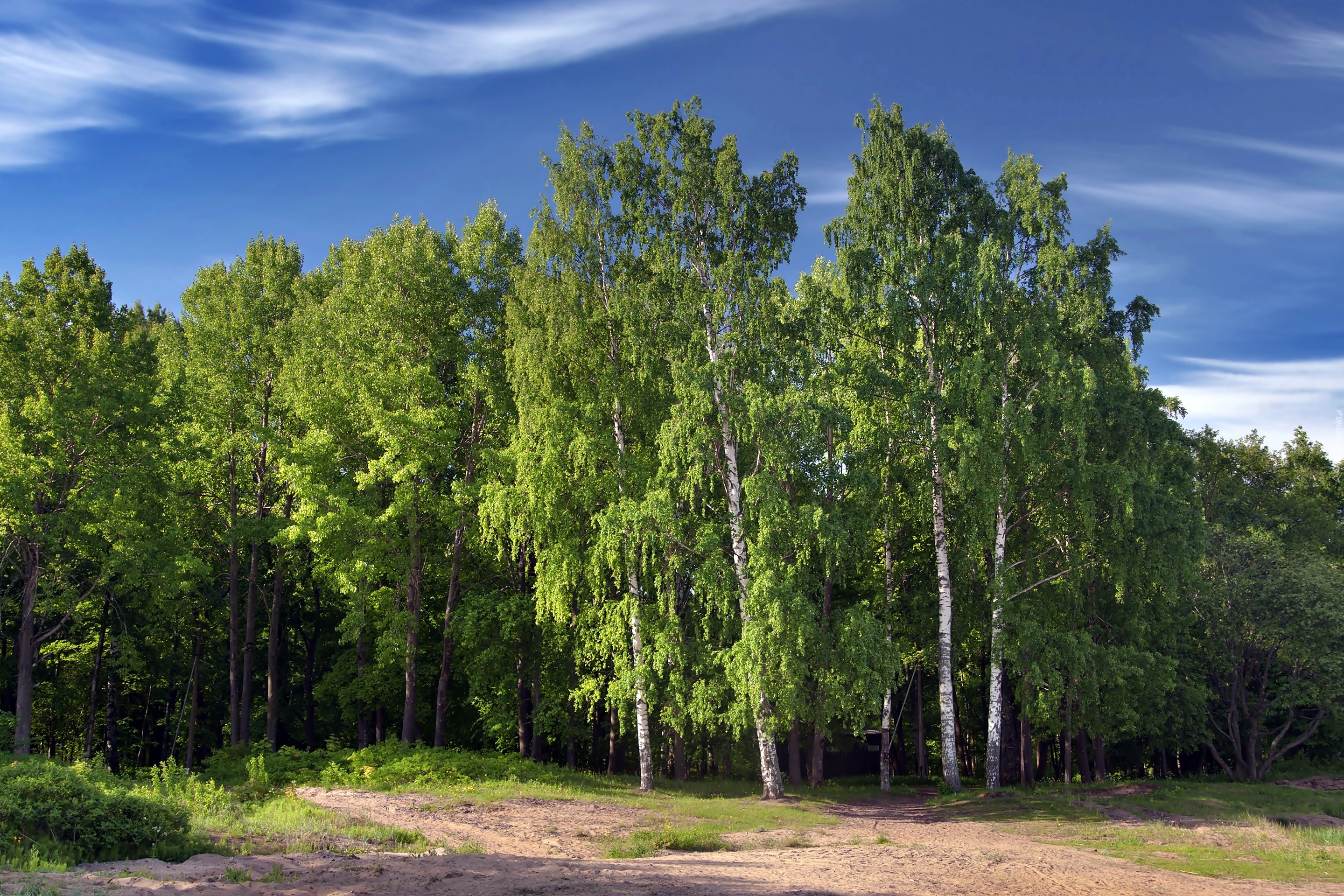 Brzeźniak, Światło, Cień