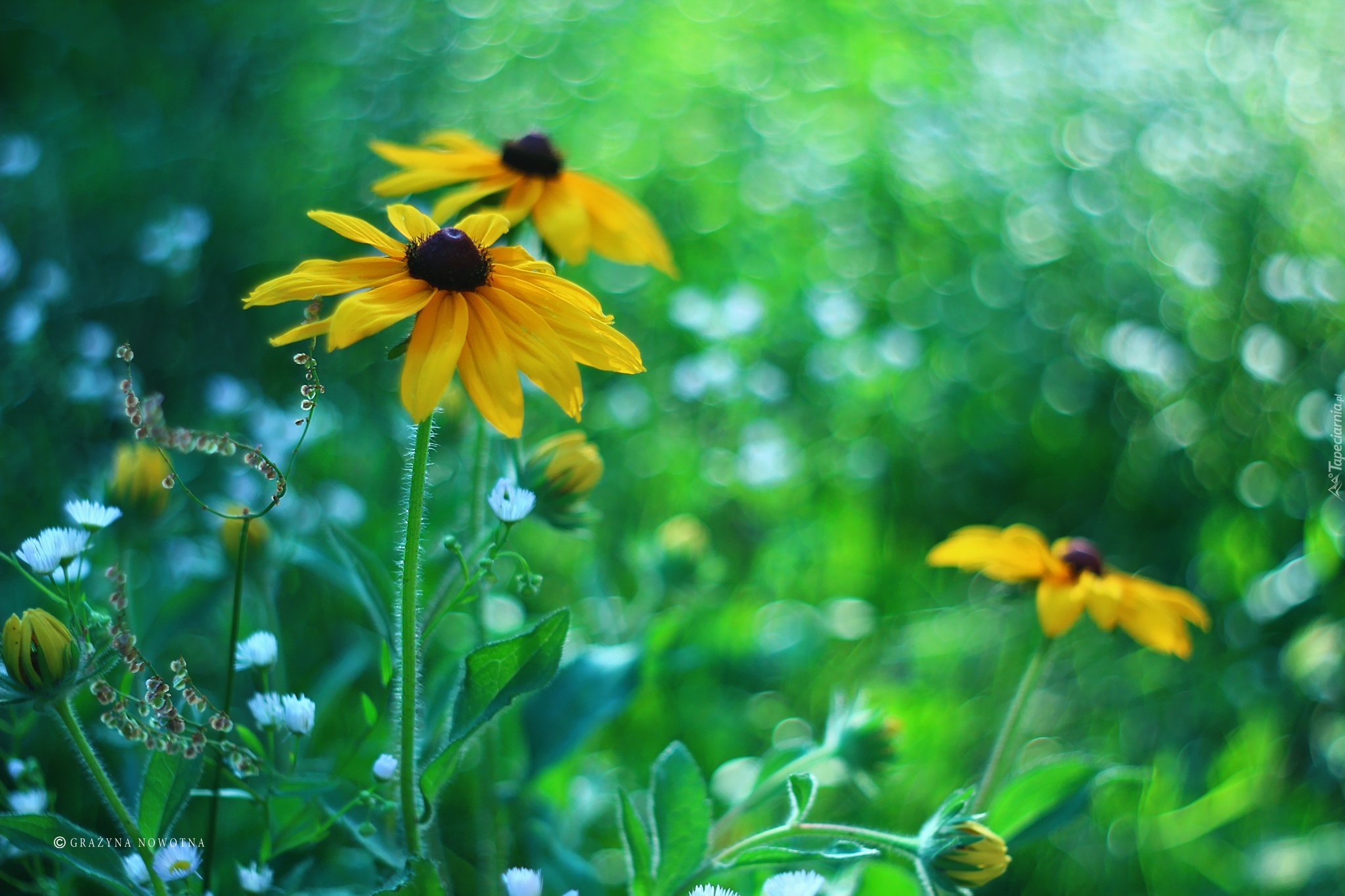 Żółte, Kwiaty, Rudbekia