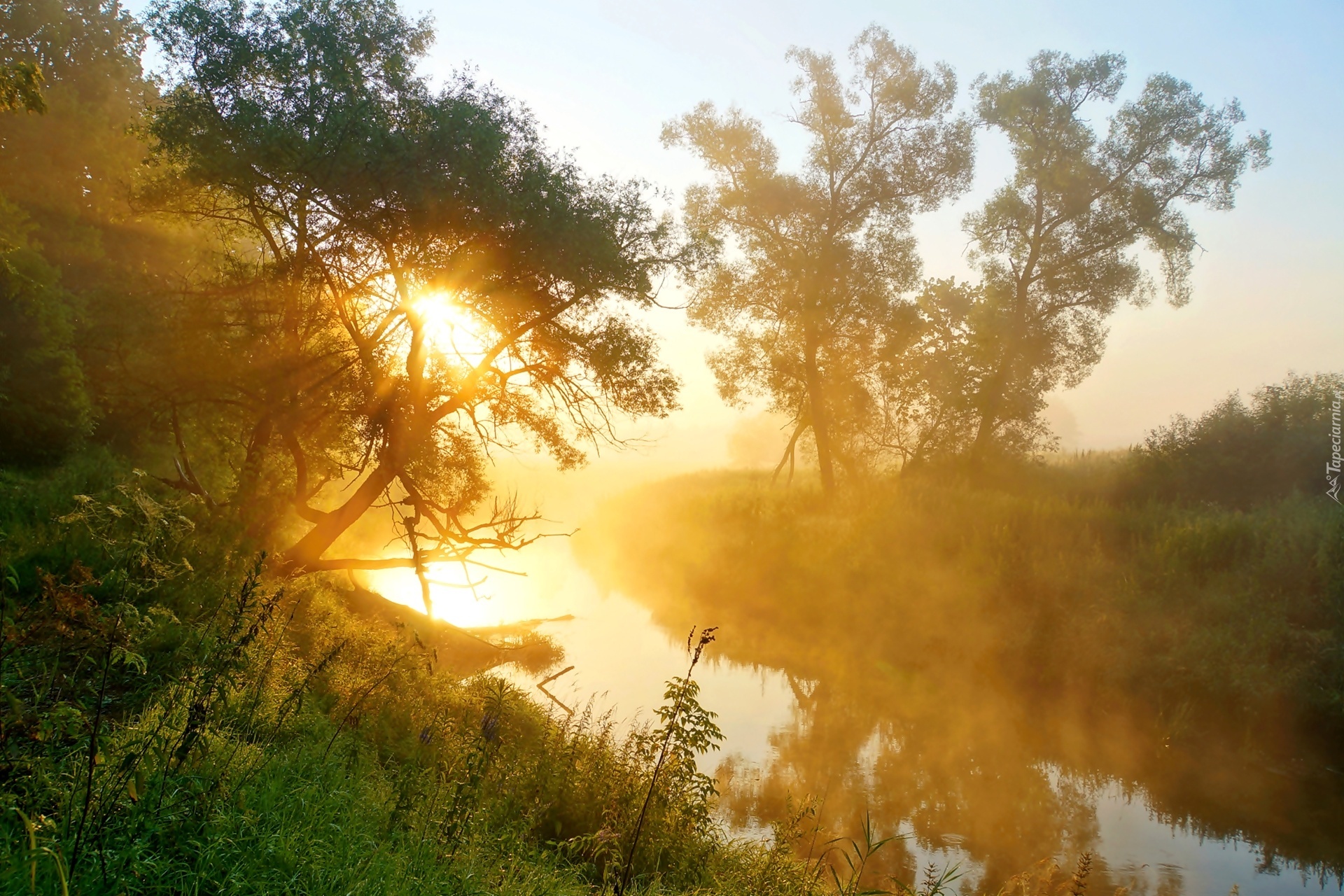 Rzeka, Mgła, Promienie, Słońca, Drzewa