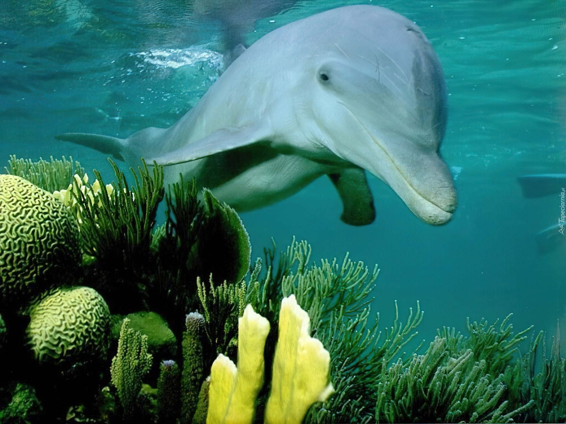 Животные и растение океанов и морей. Морские животные. Водные обитатели. Подводные животные. Обитатели Тихого океана.
