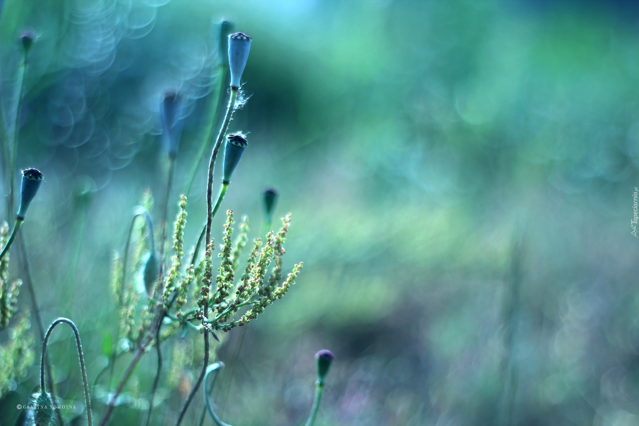 Makówki, Rośliny, Bokeh