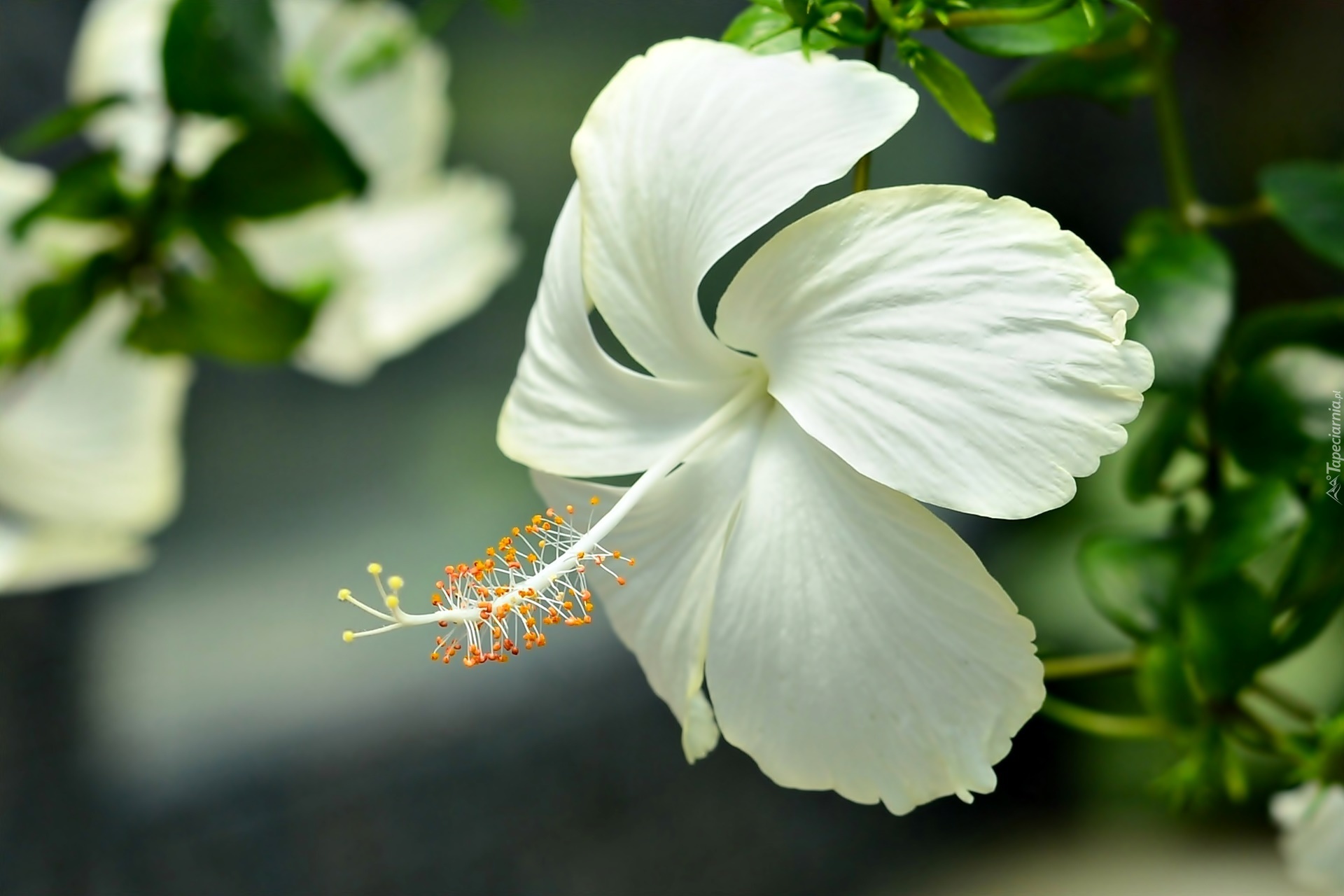 Hibiskus, Biały, Kwiat