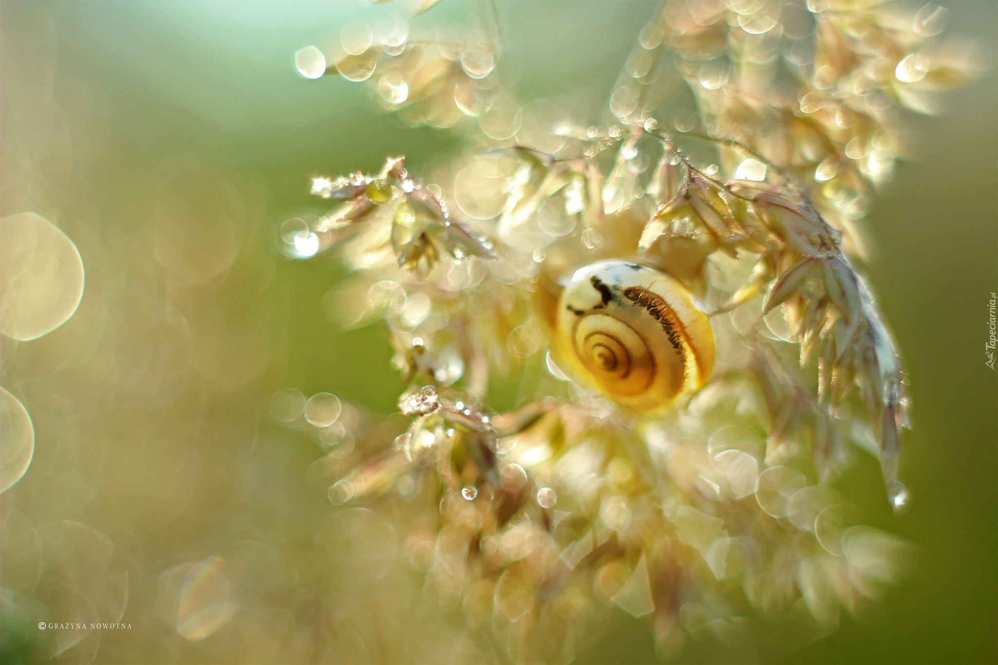 Roślina, Muszla, Ślimak, Bokeh