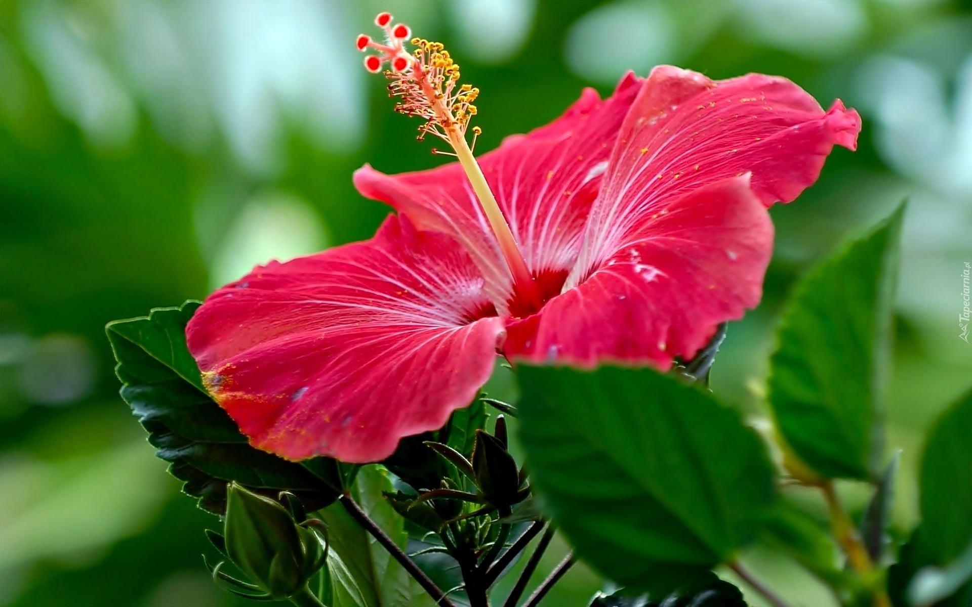 Różowy, Kwiat, Hibiskus