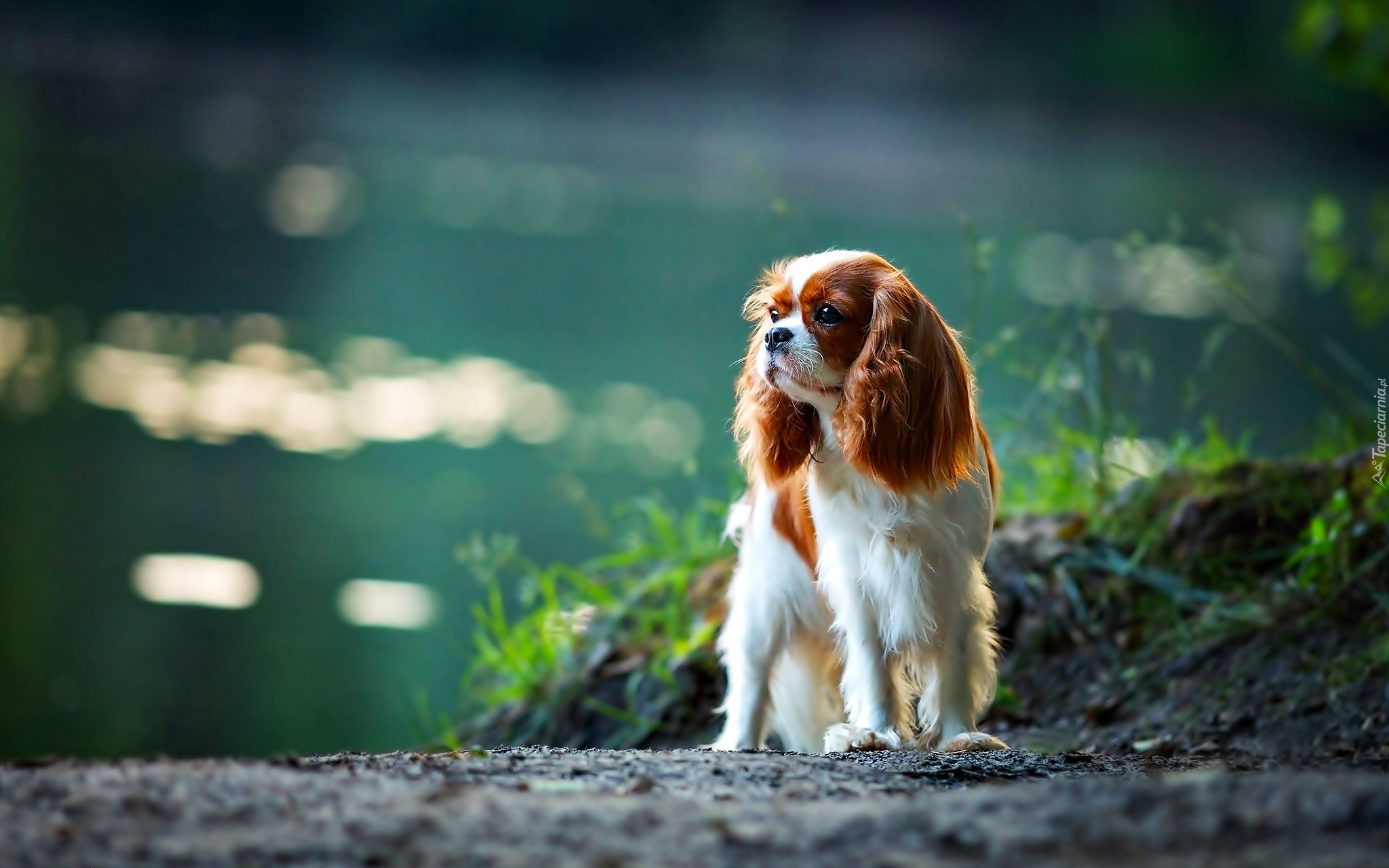 Cavalier Cocker Spaniel, Pies, Woda