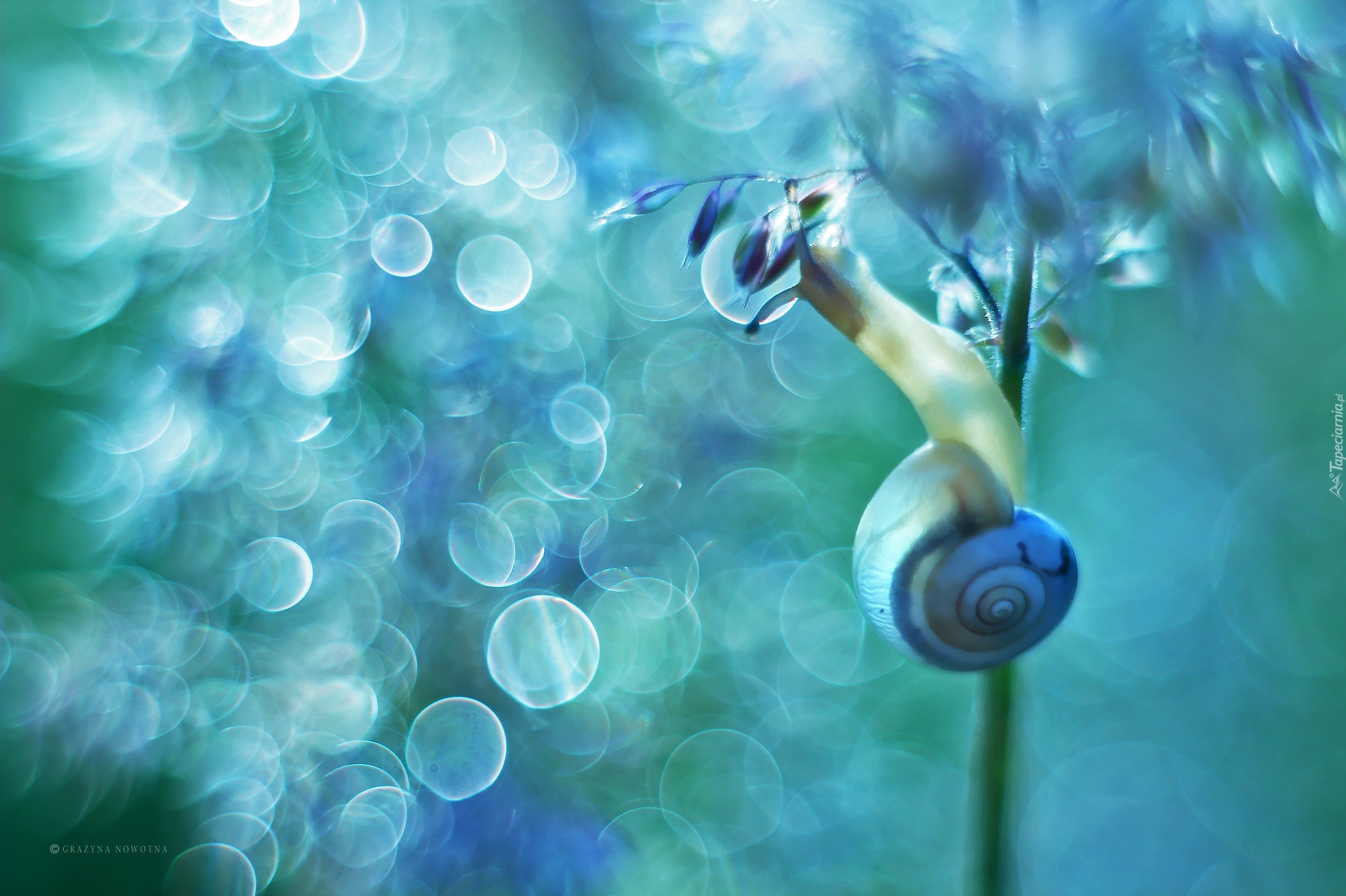 Ślimak, Na, Roślinie, Bokeh